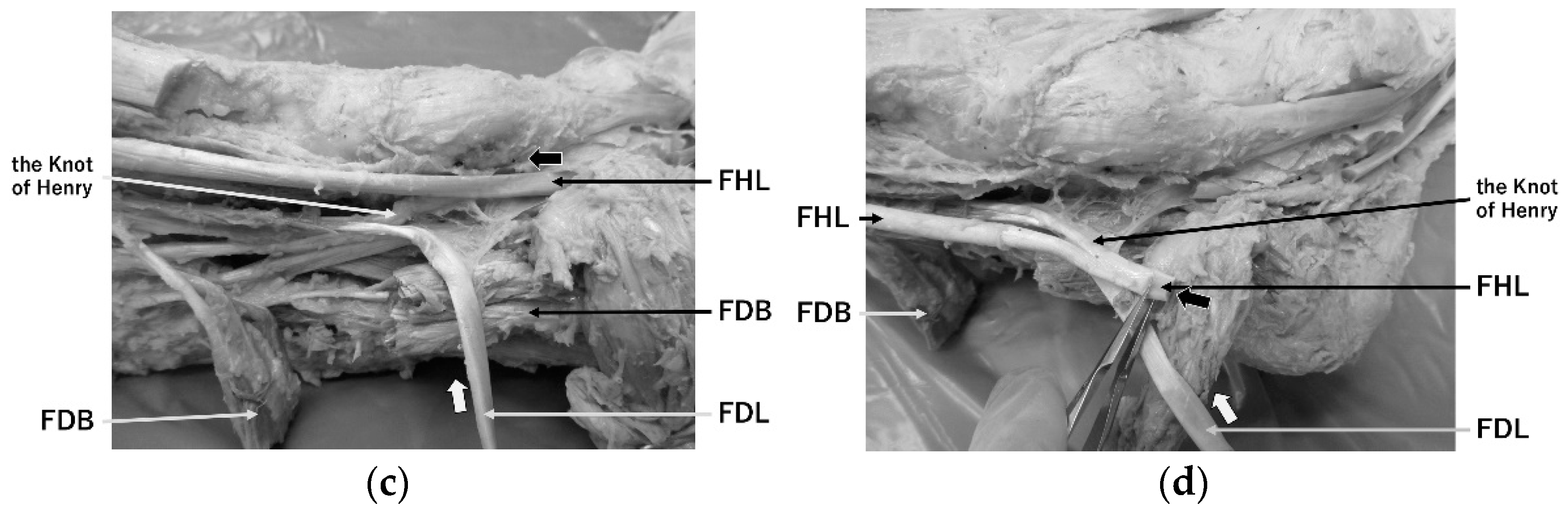 Toxins 14 00666 g002b Toxins 14 00666 g002b