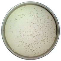 Toxins 14 00683 i001 Toxins 14 00683 i001