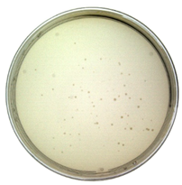 Toxins 14 00683 i002 Toxins 14 00683 i002