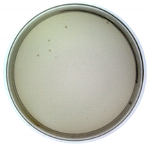 Toxins 14 00683 i003 Toxins 14 00683 i003