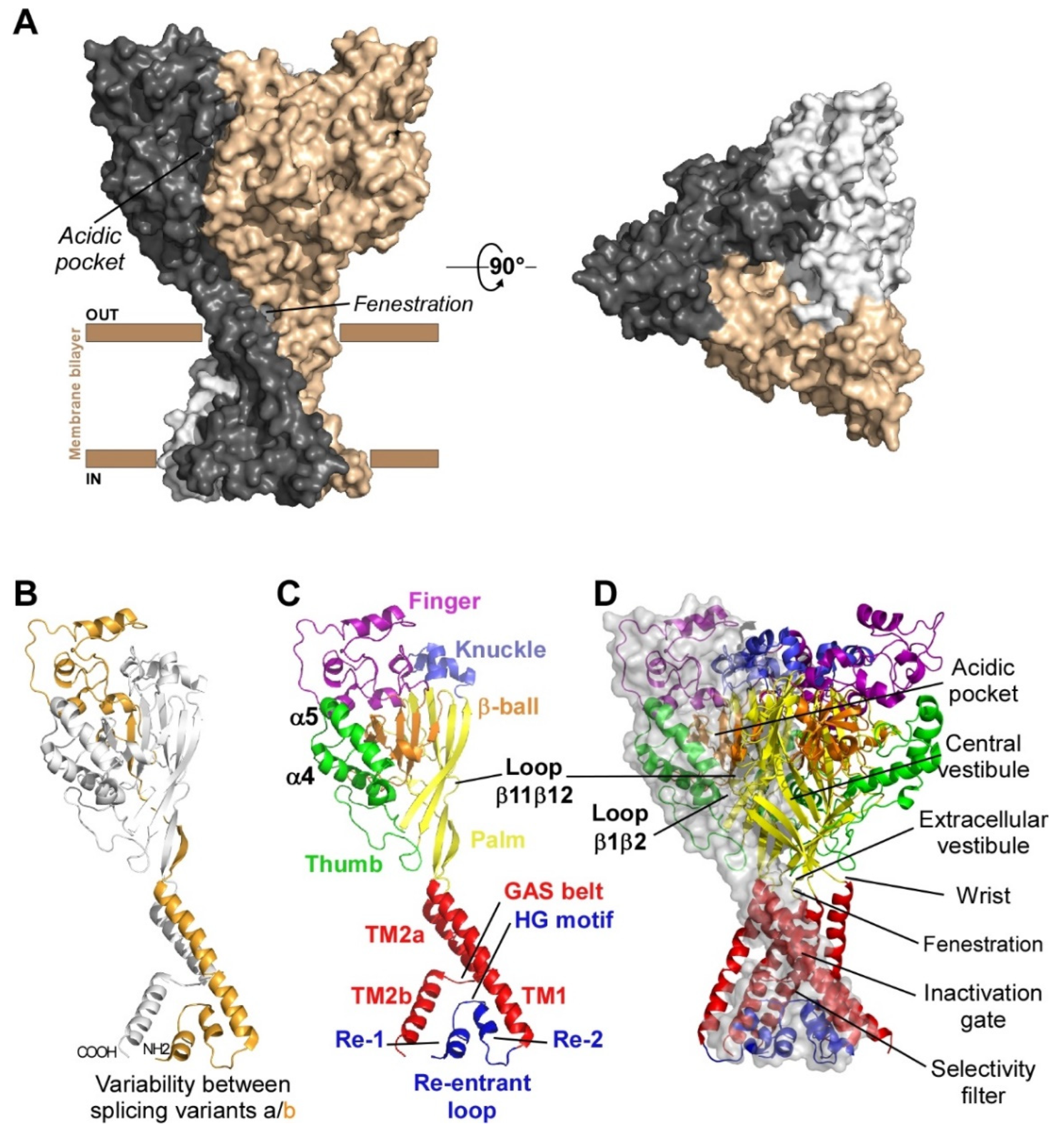 Hombre rico Cordelia histórico Molecular and Functional Properties of Acid-Sensing Ion Channels |  Encyclopedia MDPI