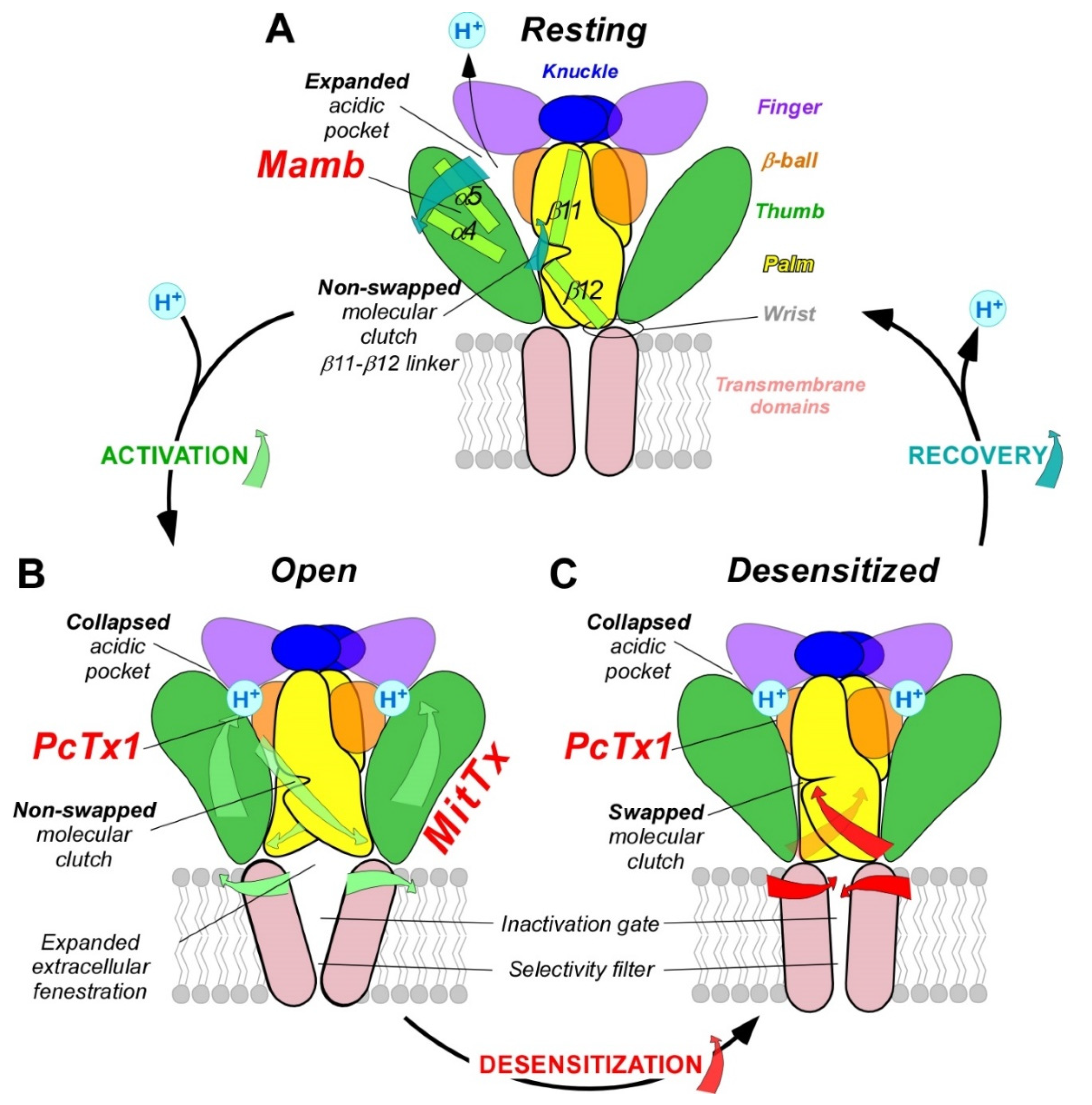 Toxins 14 00709 g003 550