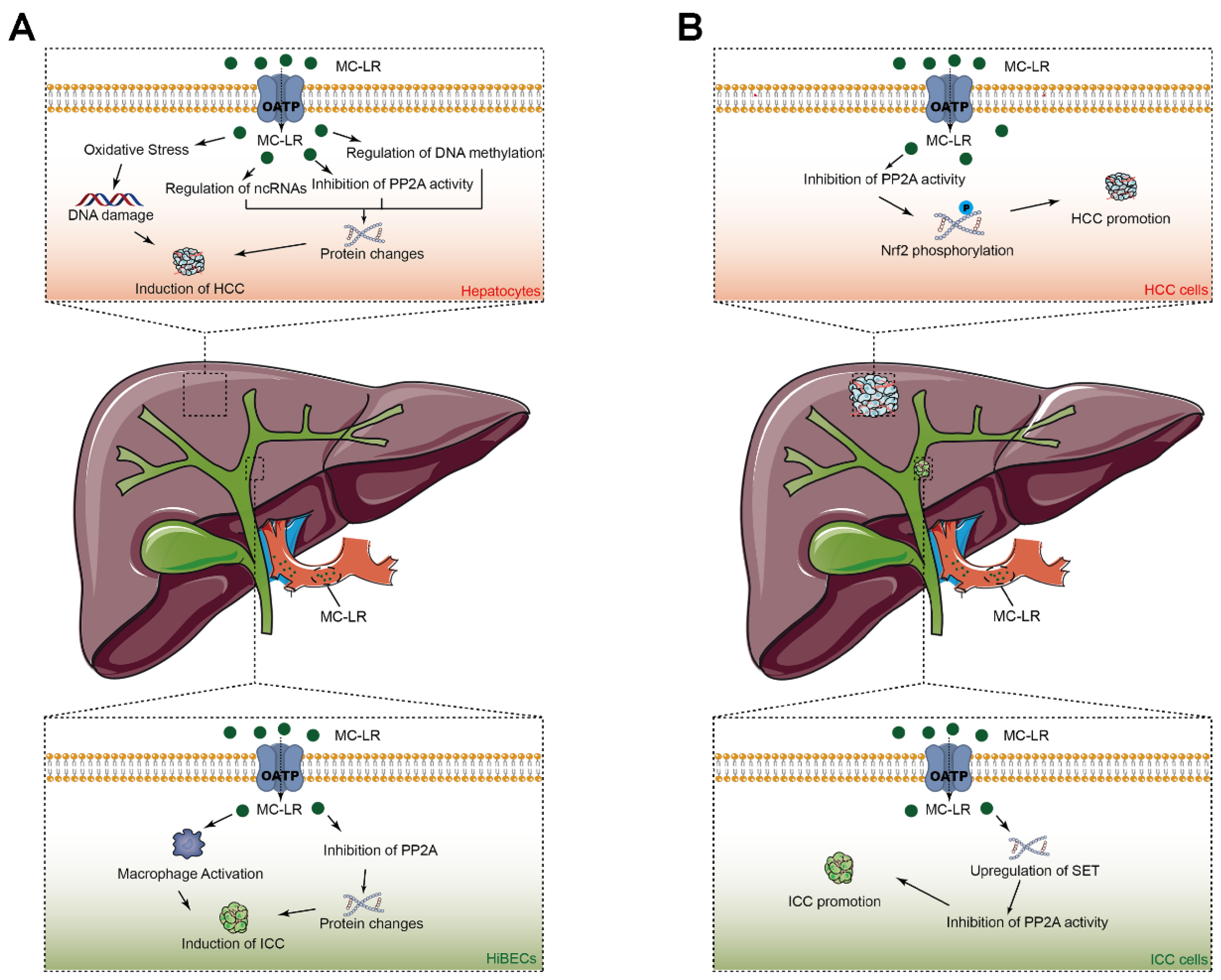 Toxins 14 00715 g003 Toxins 14 00715 g003