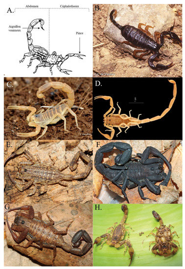 Healing compounds in scorpion venom
