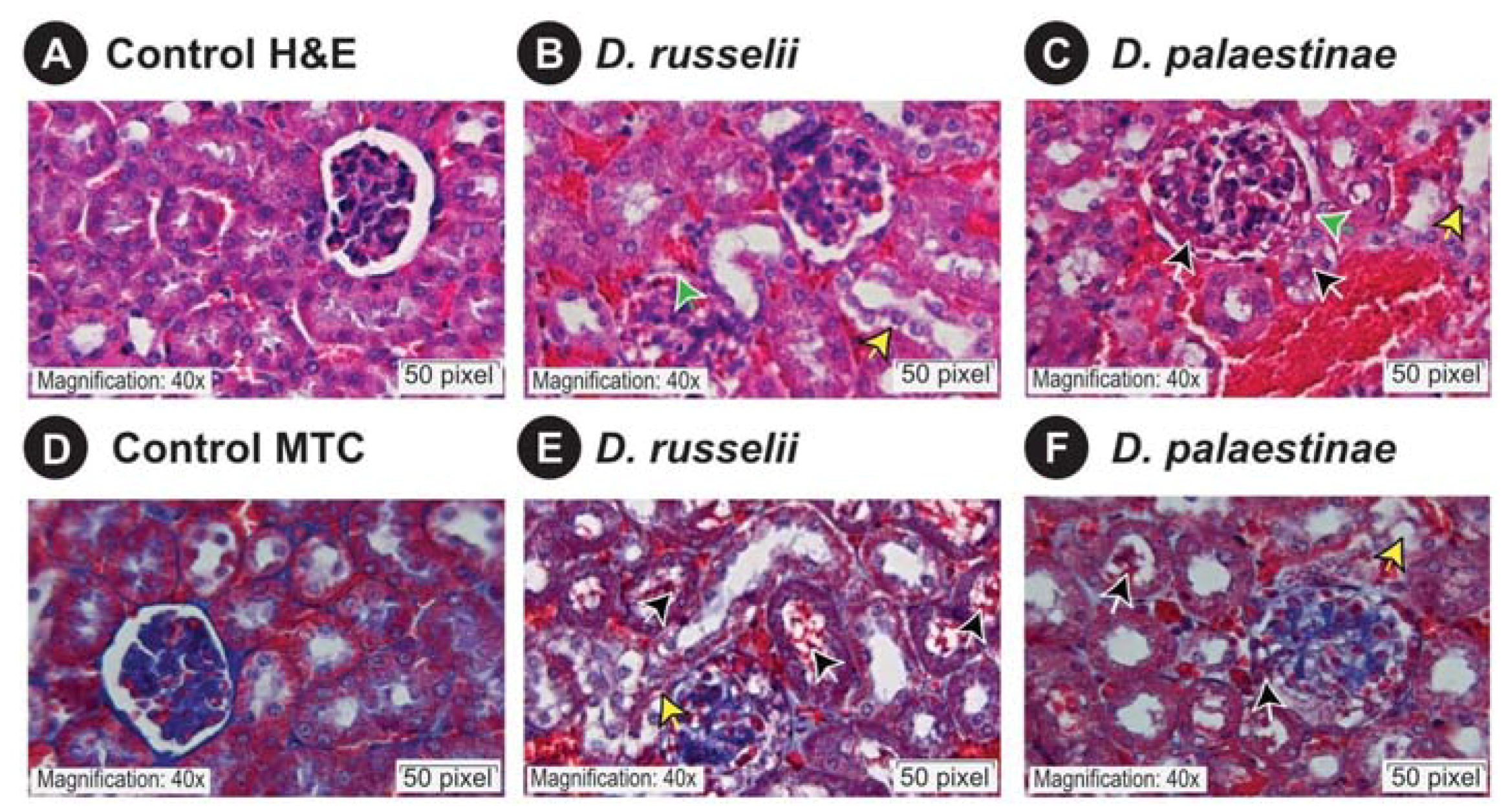 Toxins 14 00725 g005