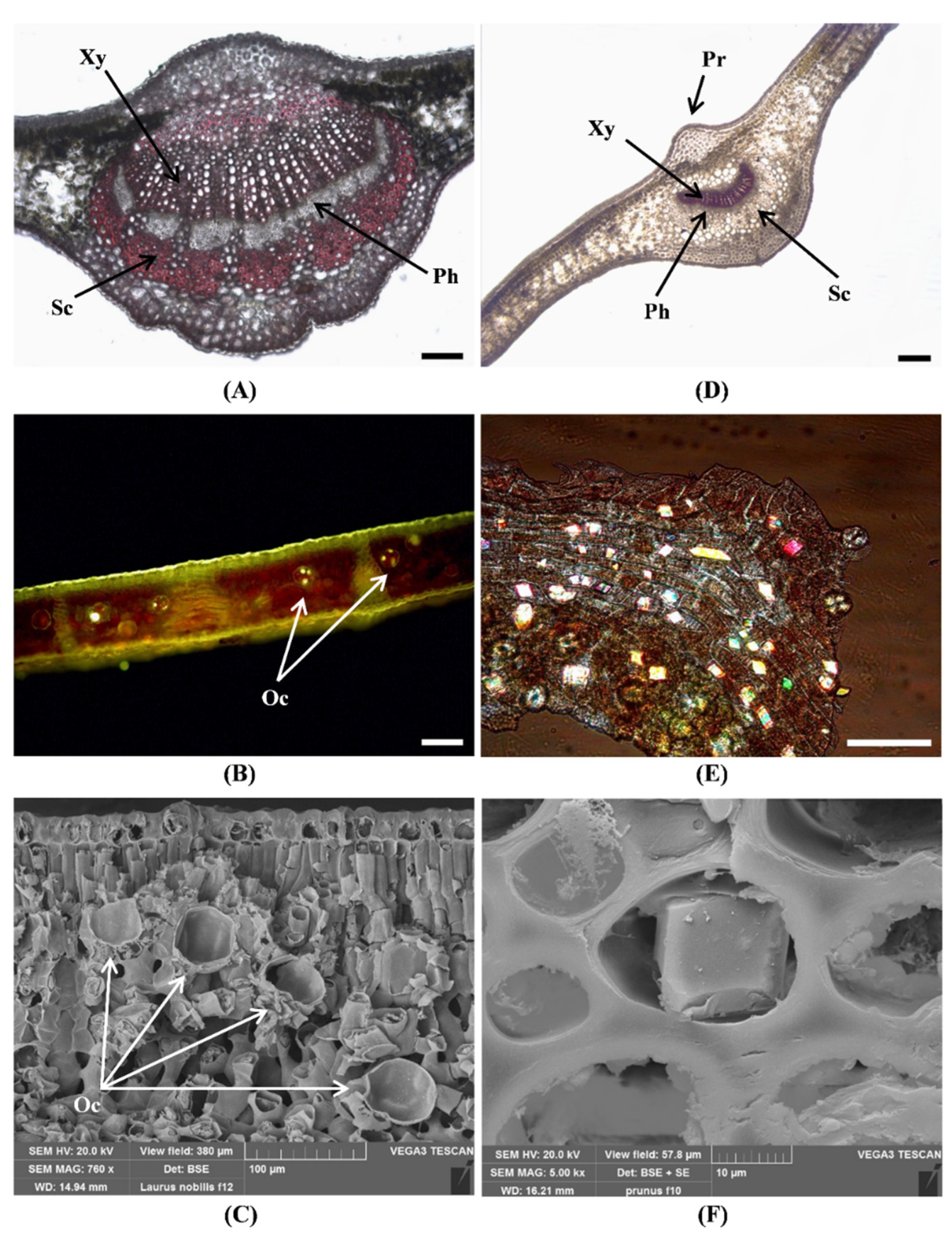 Toxins 14 00726 g004