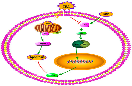 Role of PI3K/Akt-Mediated Nrf2/HO-1 Signaling Pathway in Resveratrol ...