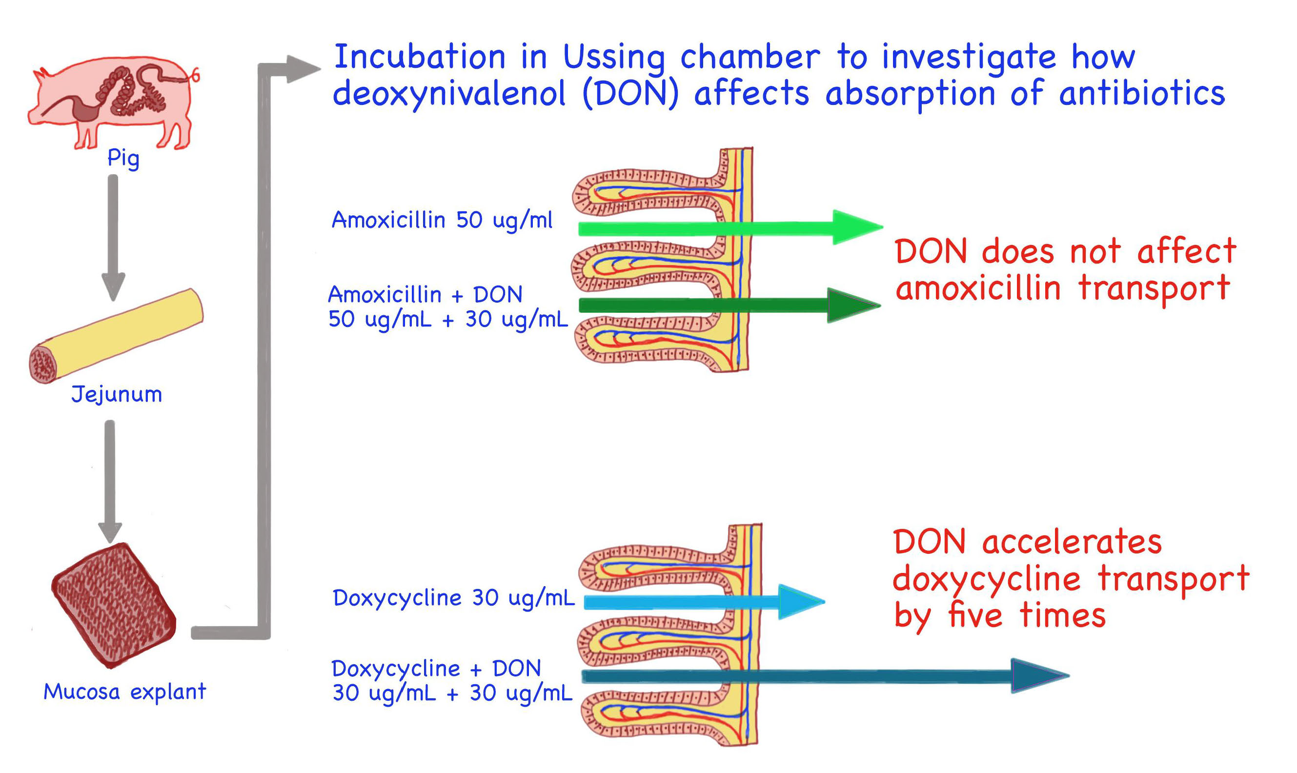Toxins Free FullText Does Deoxynivalenol Affect Amoxicillin and