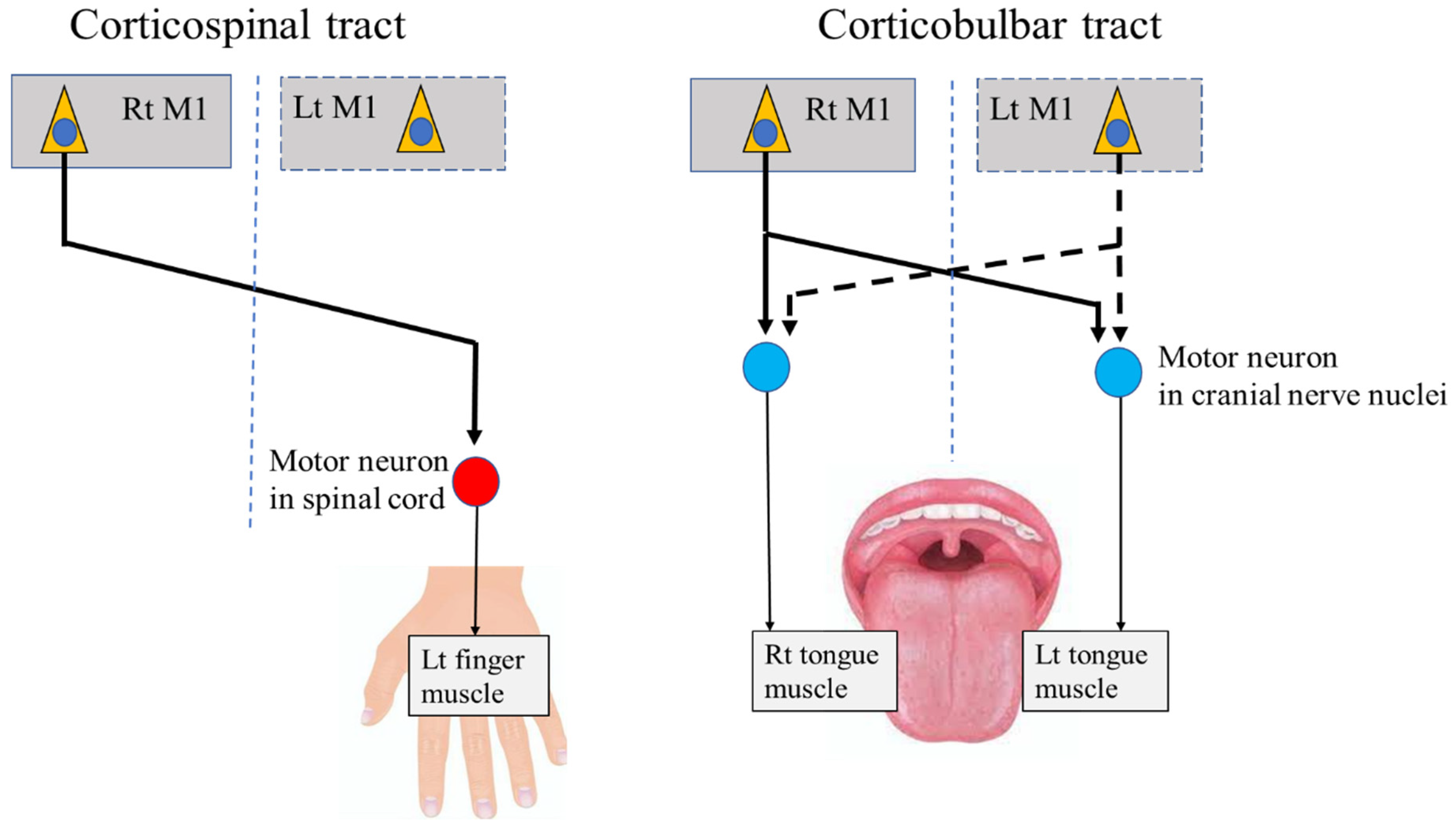 Toxins Free FullText Neurophysiological Basis of Deep Brain