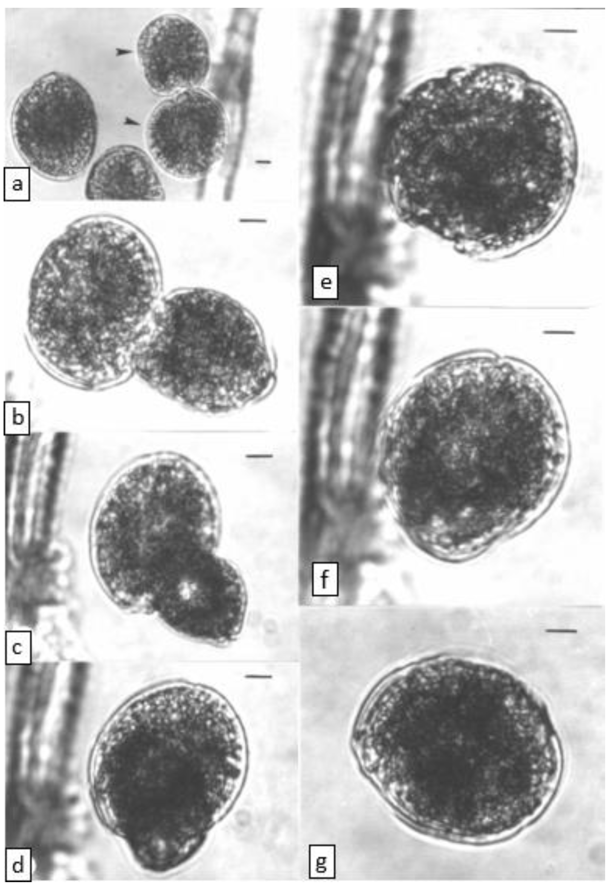 Toxins 14 00767 g002 Toxins 14 00767 g002