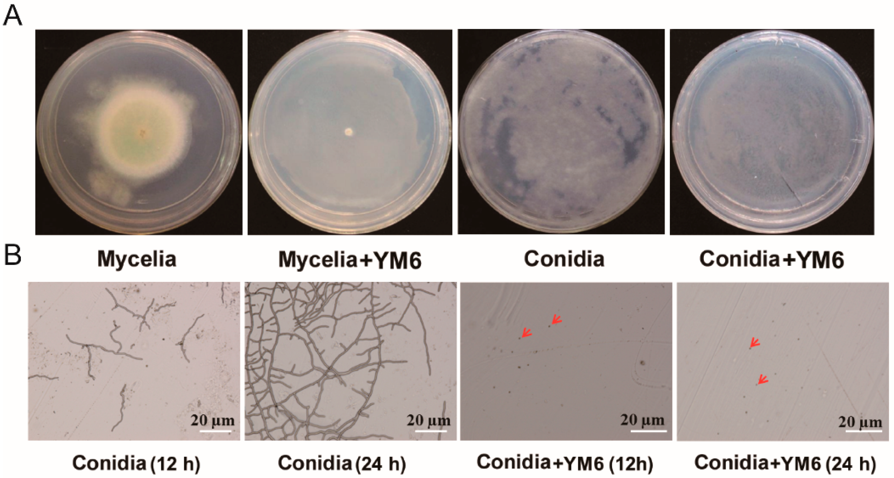 Toxins 14 00788 g002 Toxins 14 00788 g002