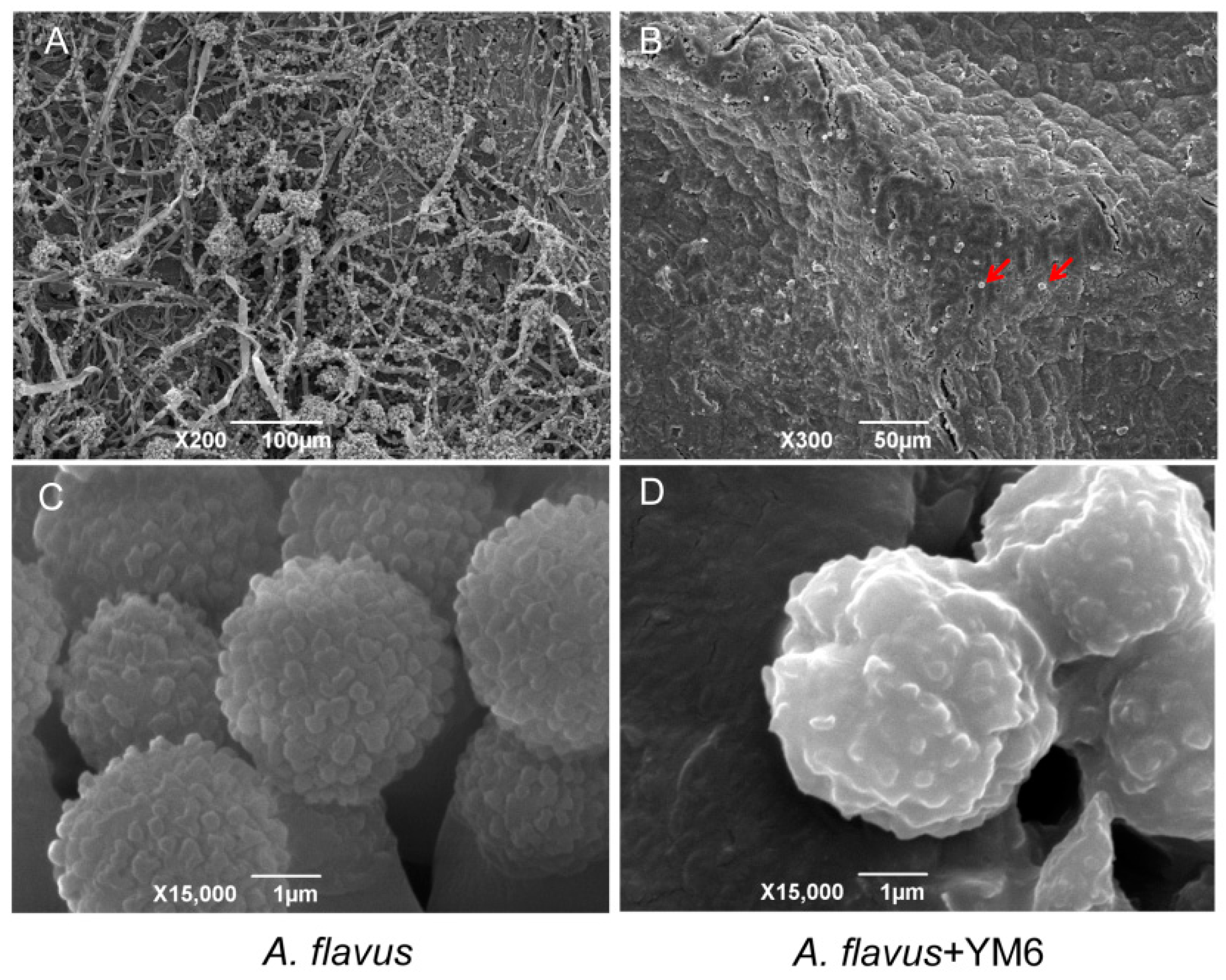 Toxins 14 00788 g004 Toxins 14 00788 g004