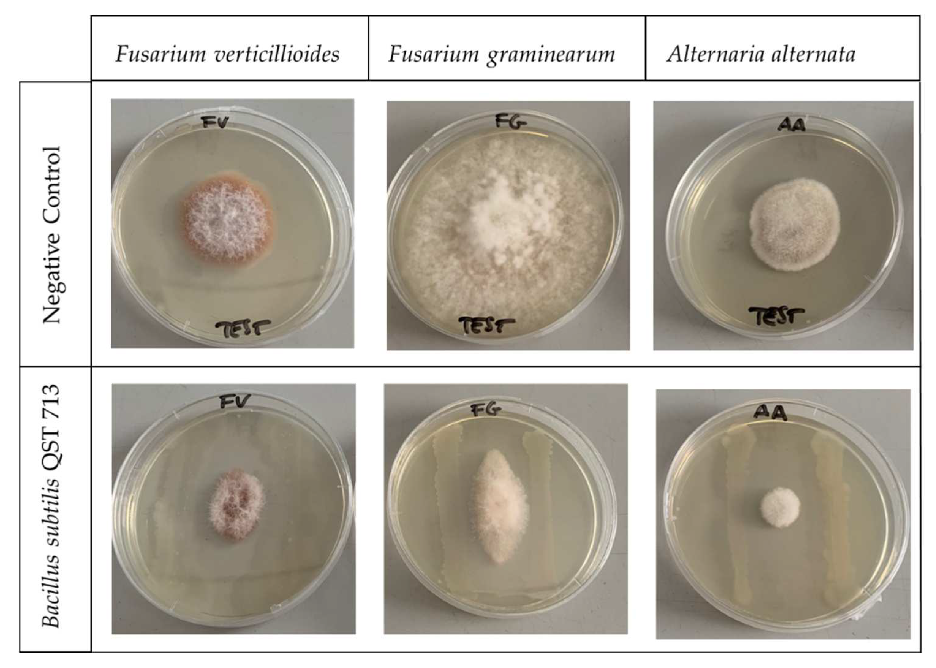 【高額売筋】 Growth Fungi Mycotoxigenic of Reduction and Mycotoxin Their ビカクシダ