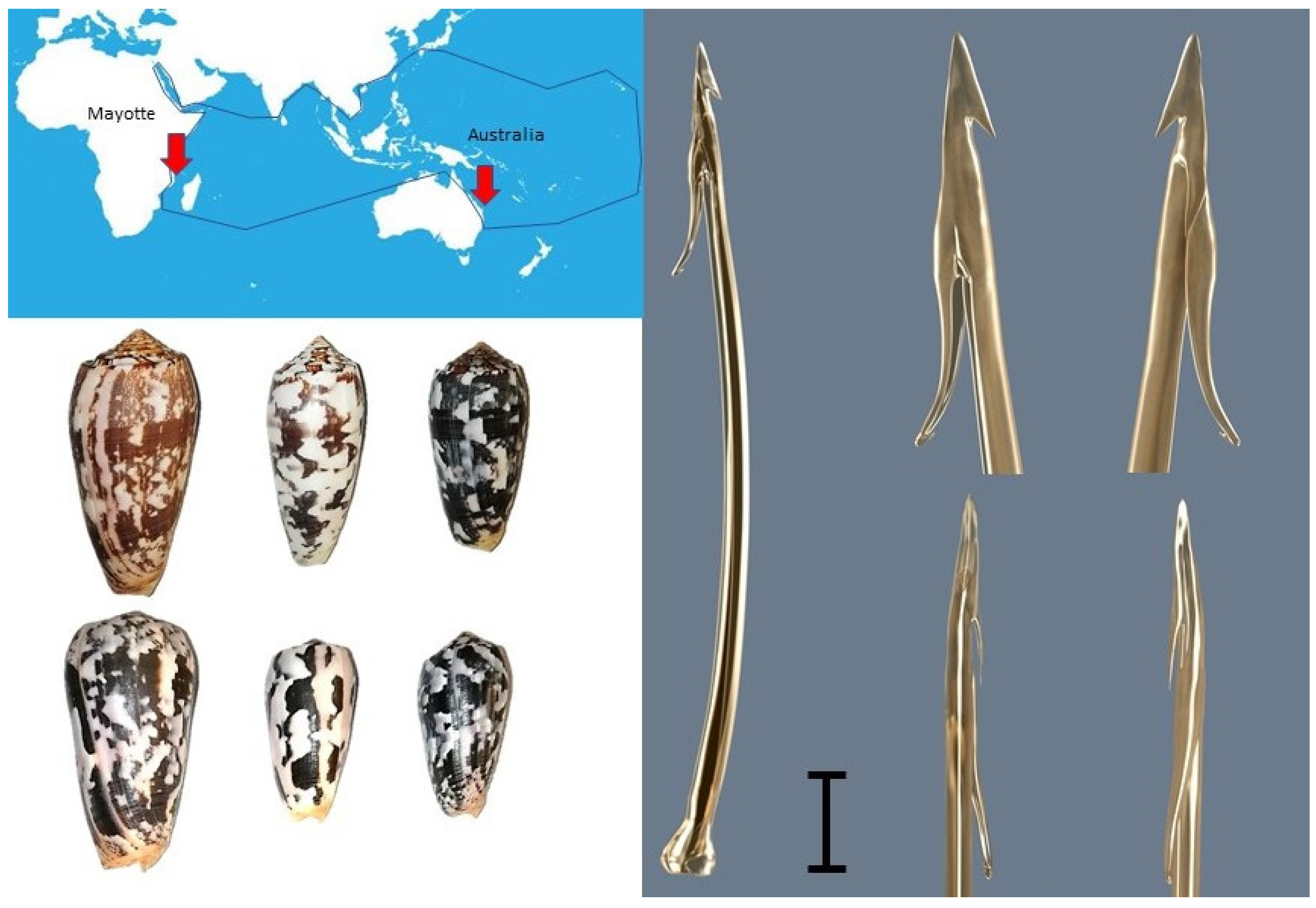Toxins 14 00799 g001 Toxins 14 00799 g001