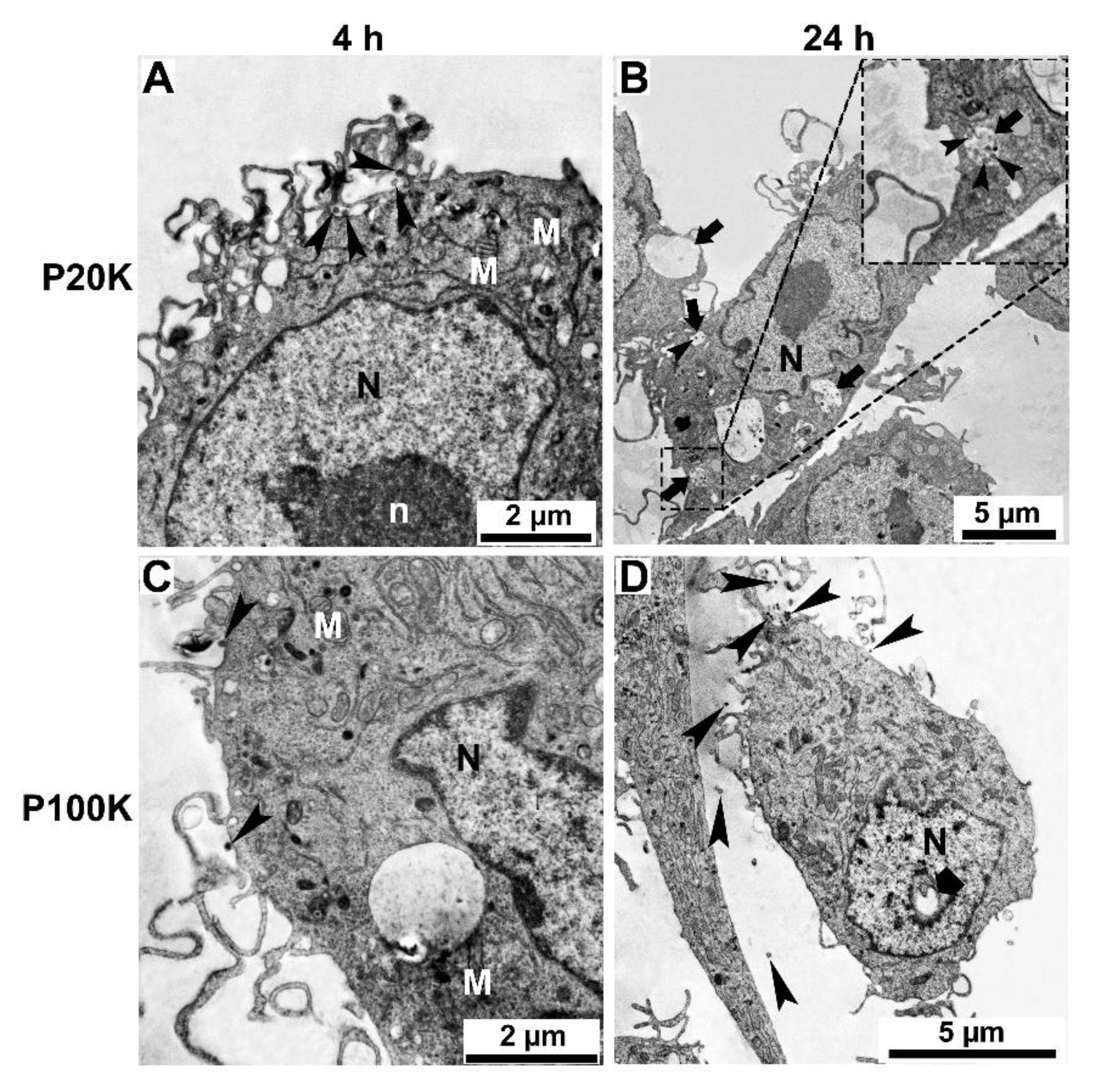 Toxins 14 00806 g007 Toxins 14 00806 g007