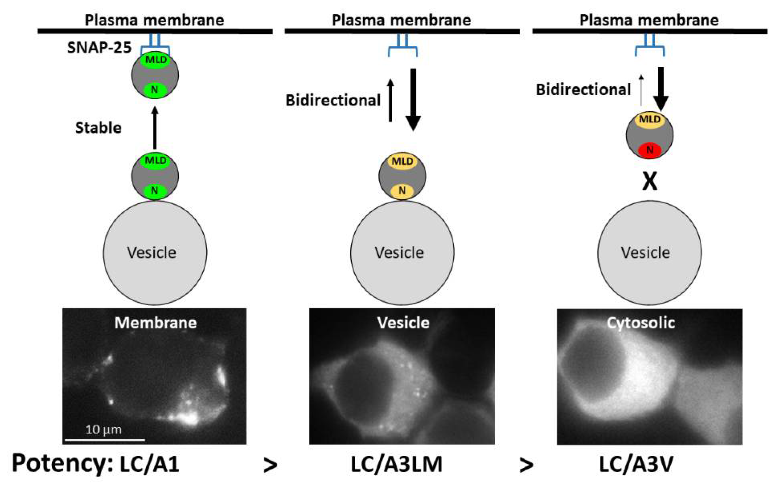 Toxins 14 00814 g009 Toxins 14 00814 g009