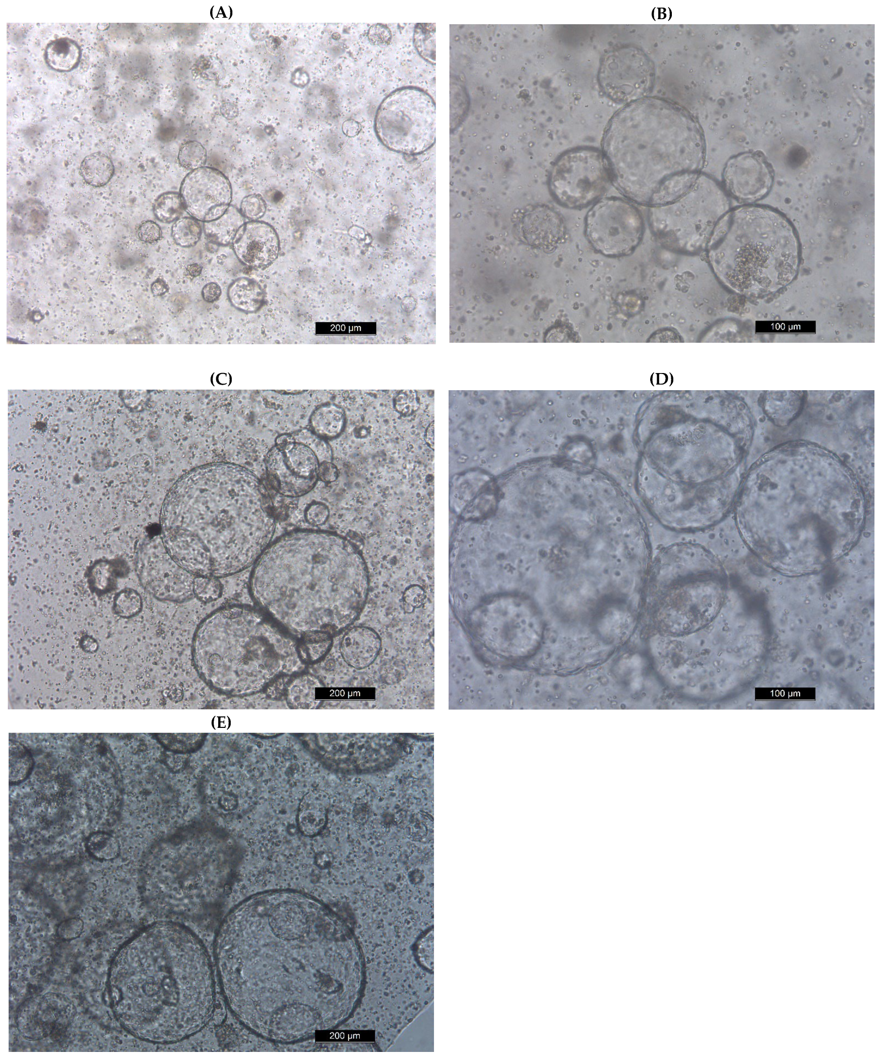 Toxins 14 00829 g001 Toxins 14 00829 g001