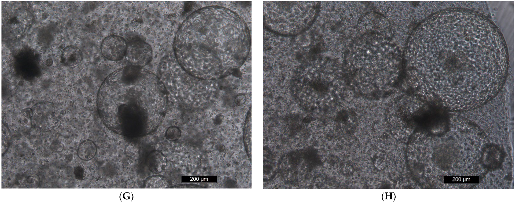 Toxins 14 00829 g003b Toxins 14 00829 g003b