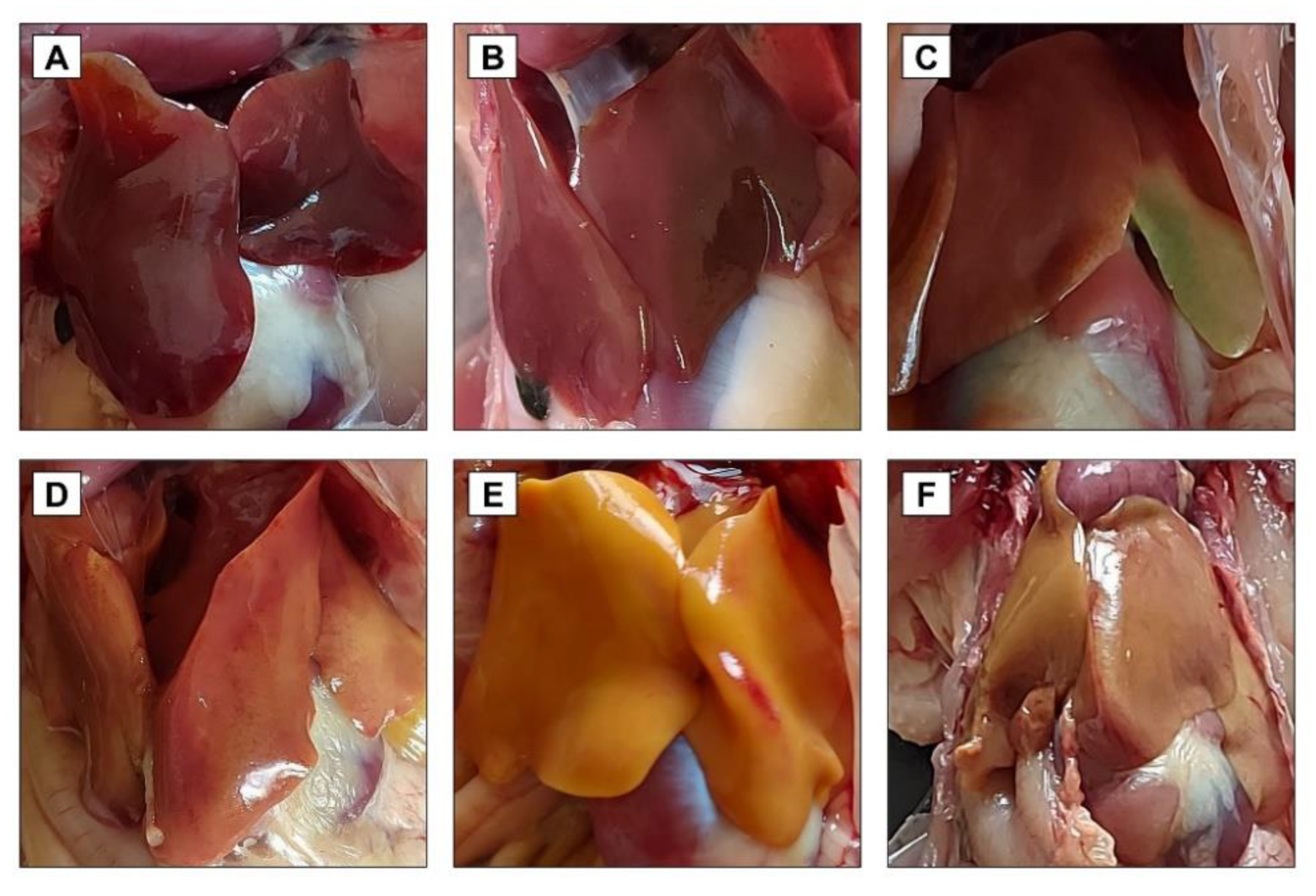 Toxins 14 00843 g005 Toxins 14 00843 g005