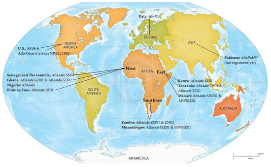 Toxins | Free Full-Text | Comprehensive Review of Aflatoxin ...