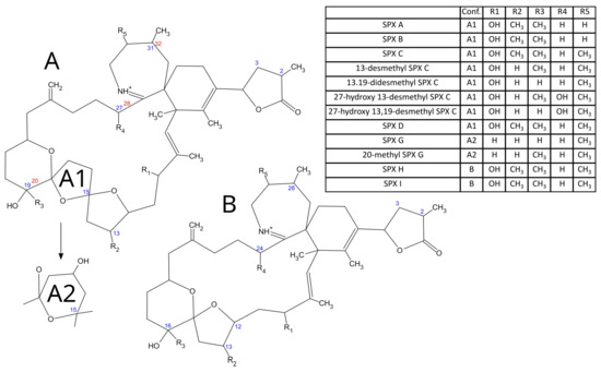 Enzymatic Biotransformation of 13-desmethyl Spirolide C by