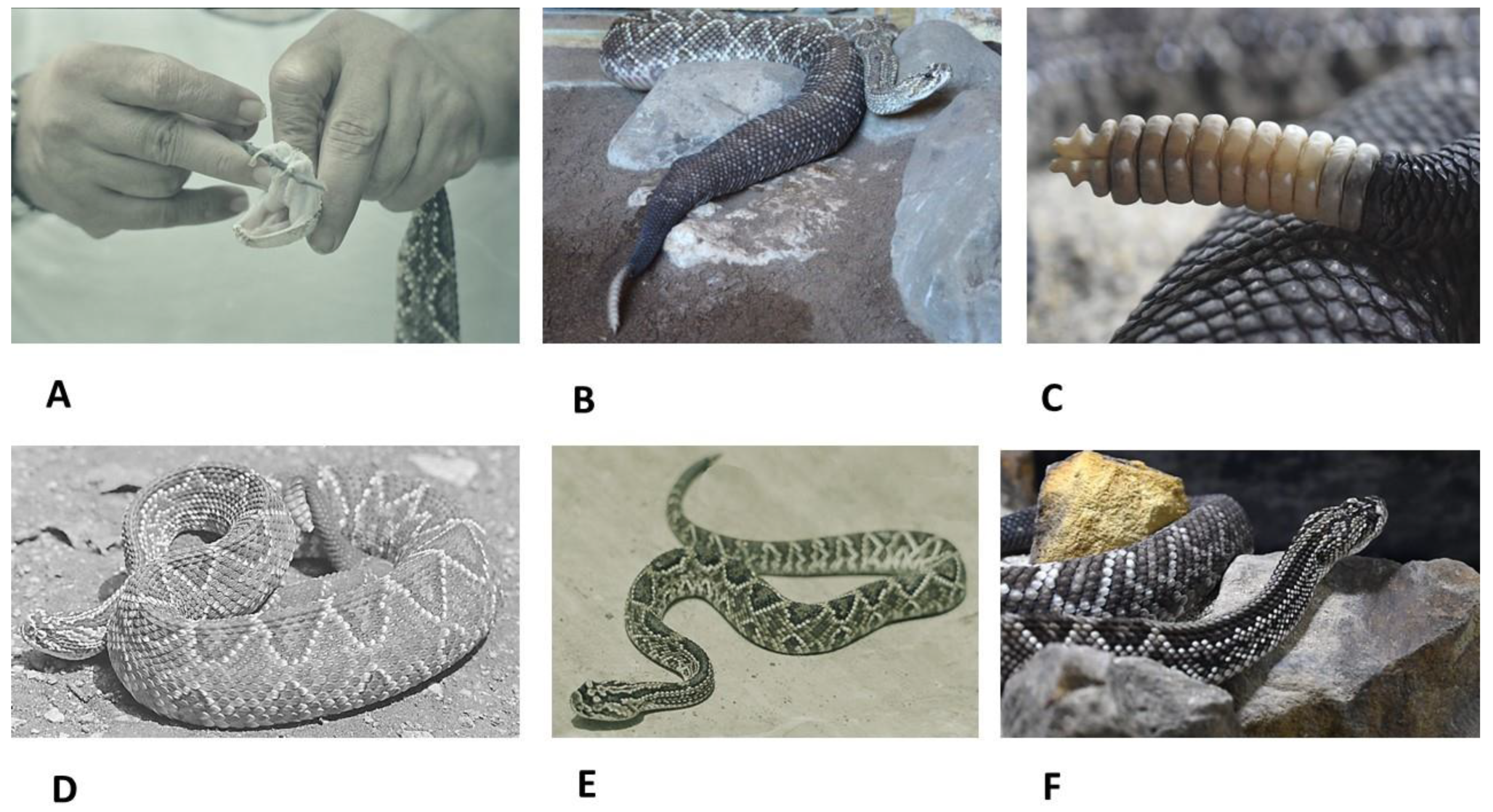 Snake Venomics of the Central American Rattlesnake Crotalus simus