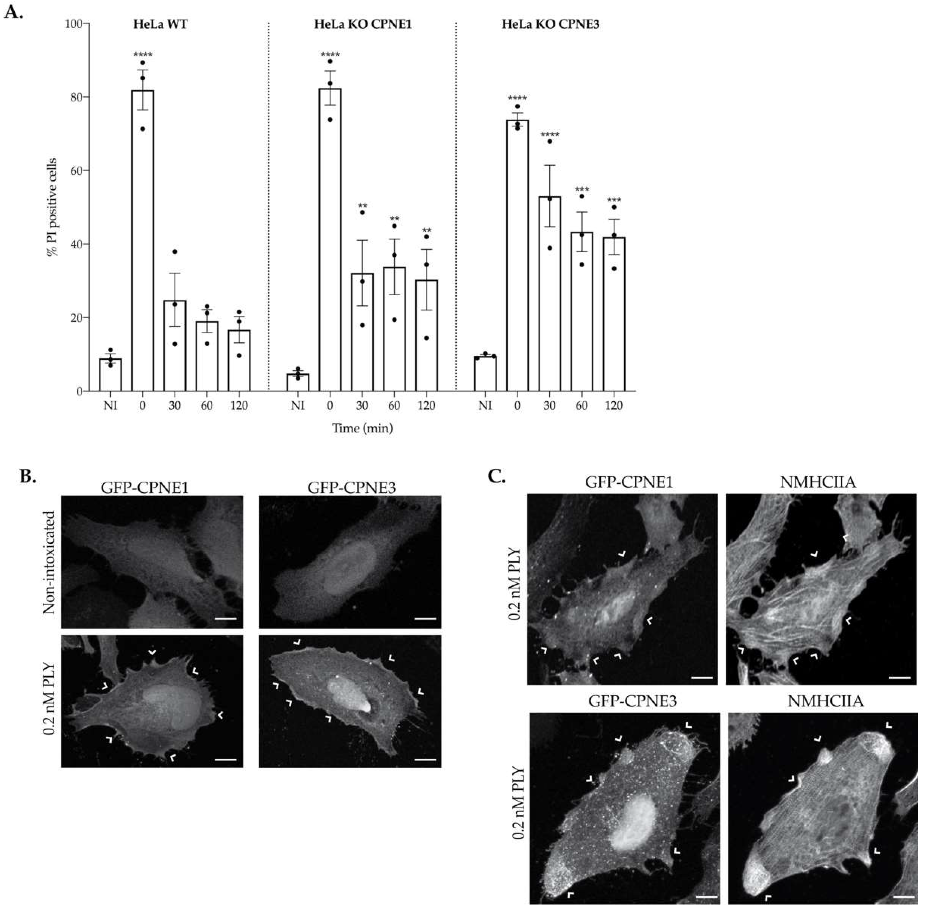 Toxins 15 00004 g006 Toxins 15 00004 g006