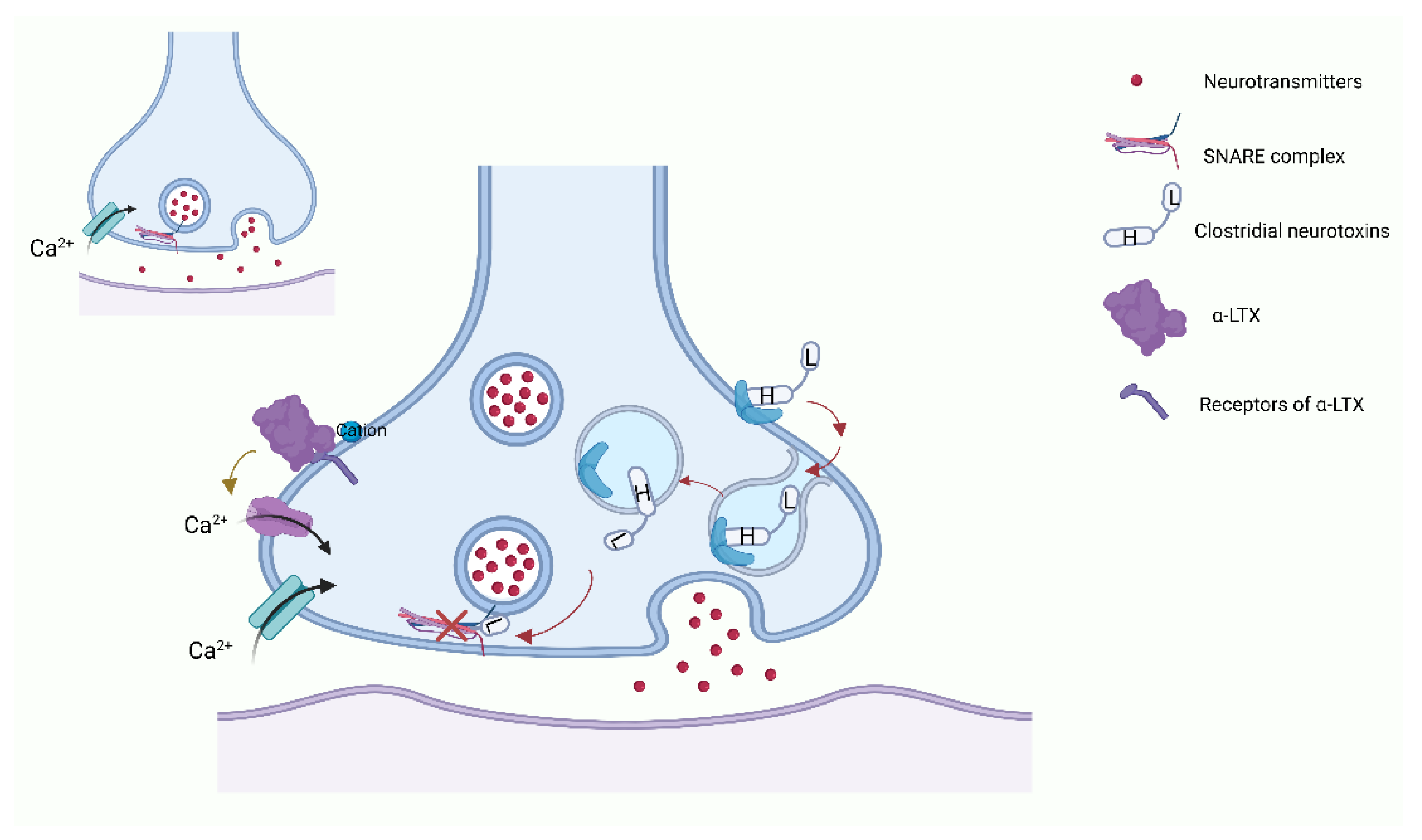 Toxins 15 00018 g001 Toxins 15 00018 g001