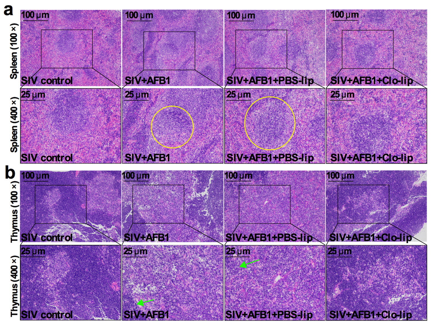 Toxins 15 00067 g003 Toxins 15 00067 g003