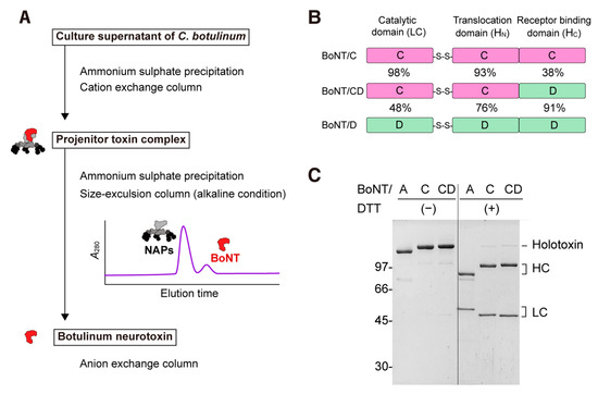 Characterization of Serotype CD Mosaic Botulinum Neurotoxin in