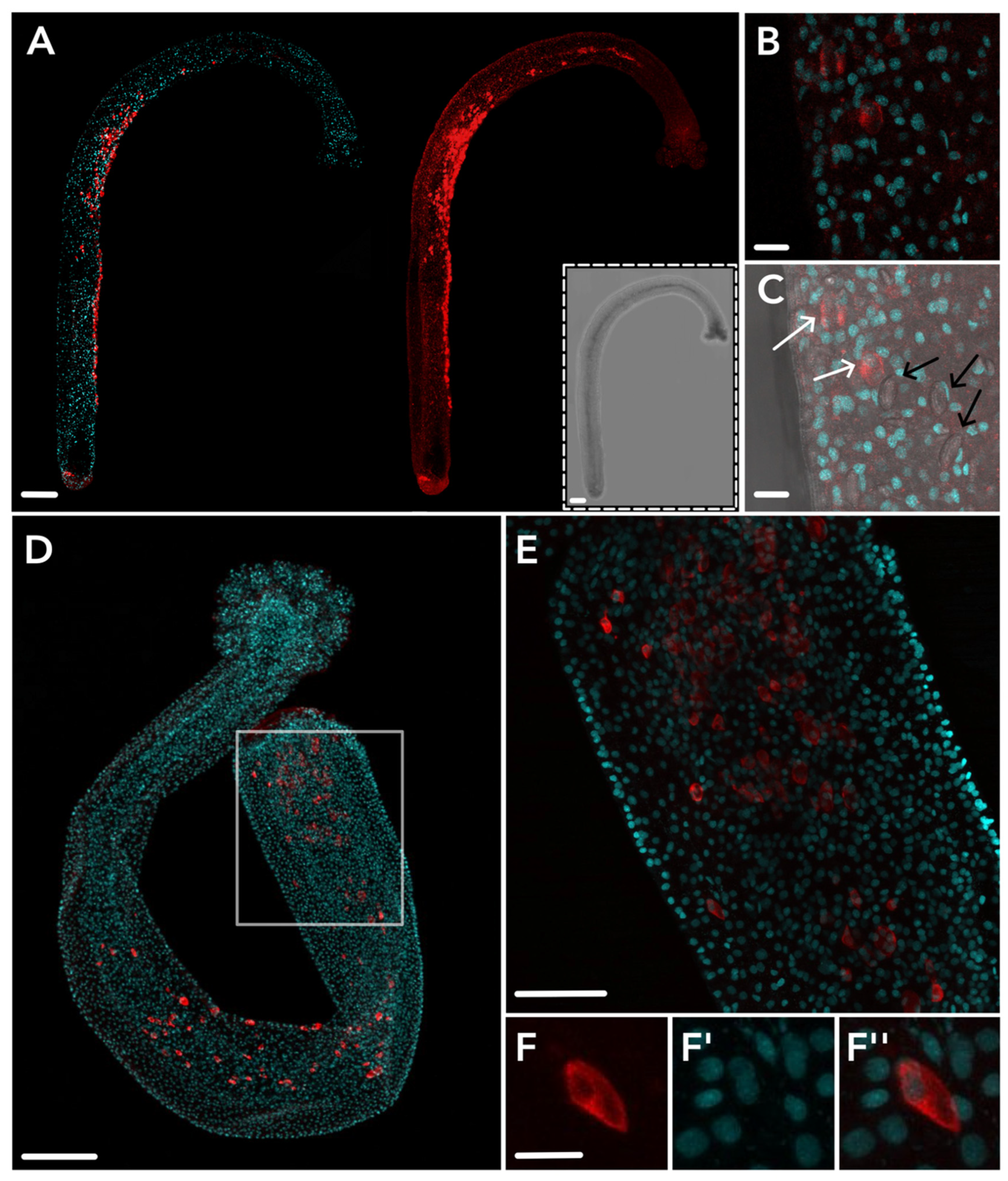 Toxins 15 00149 g004 Toxins 15 00149 g004