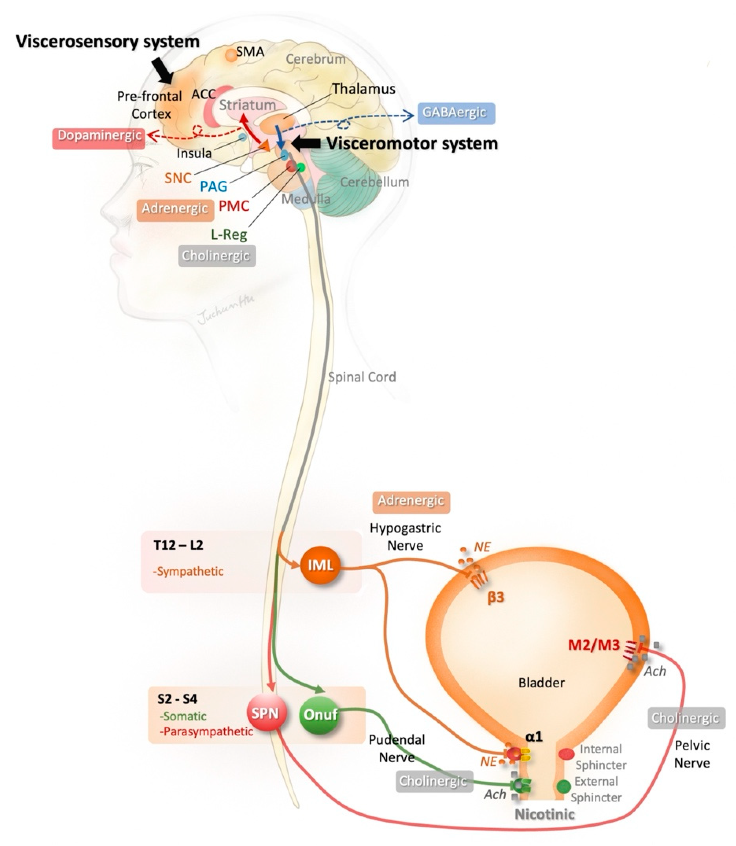 Toxins 15 00166 g001 Toxins 15 00166 g001