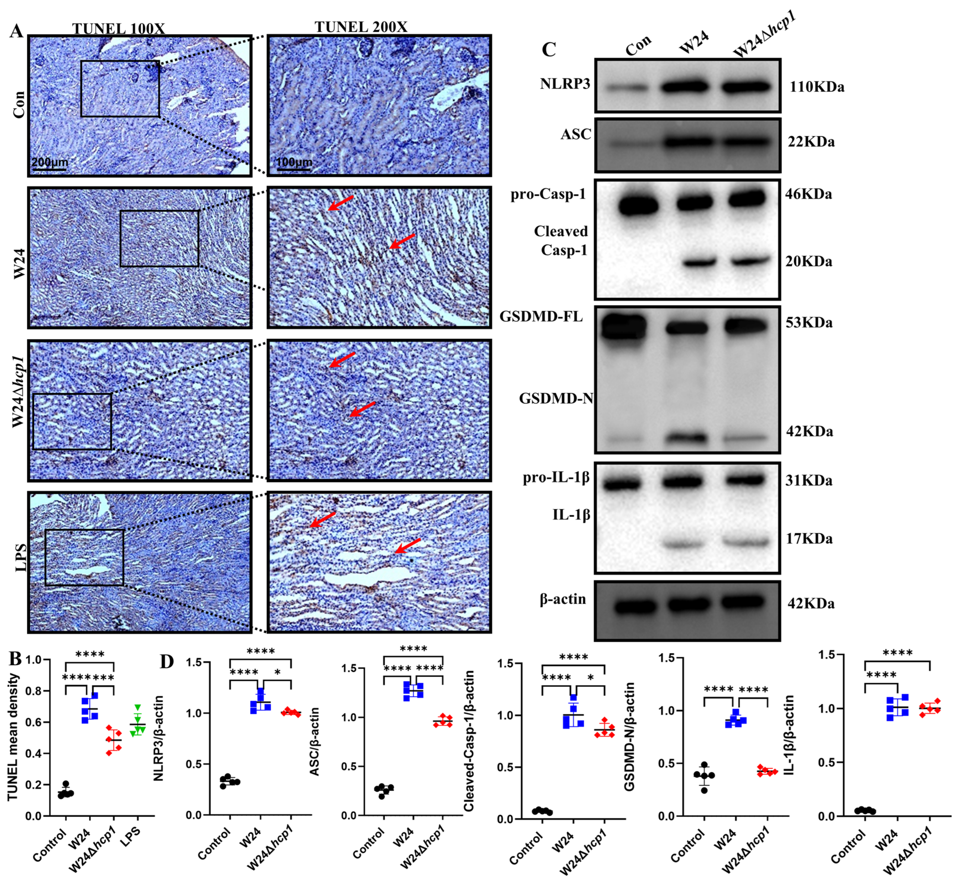 Toxins 15 00171 g006 Toxins 15 00171 g006