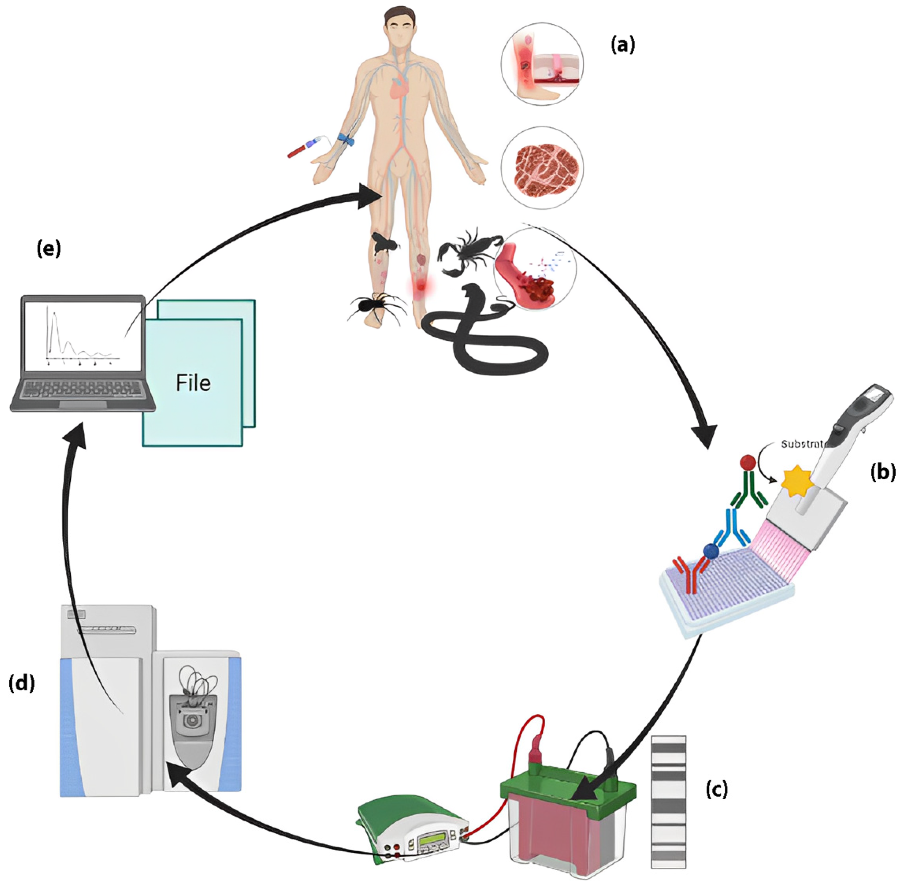 Toxins 15 00180 g001 Toxins 15 00180 g001