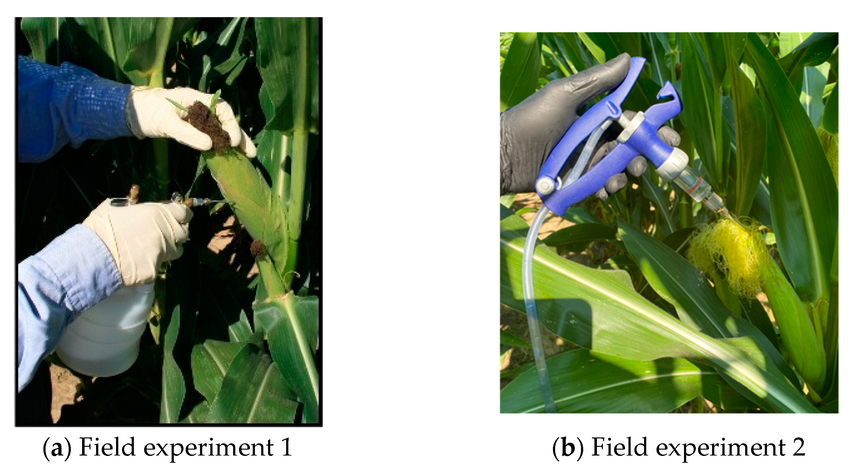 Toxins 15 00197 g006