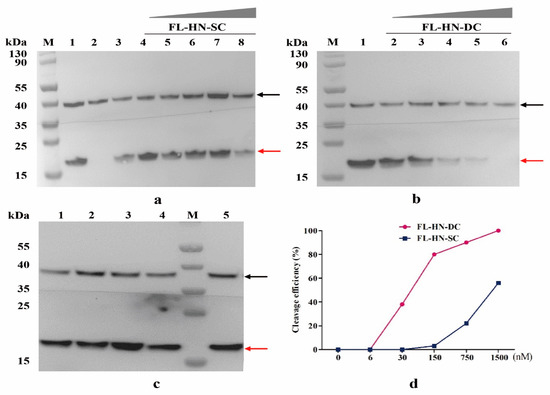 Biological and Immunological Characterization of a Functional L-HN