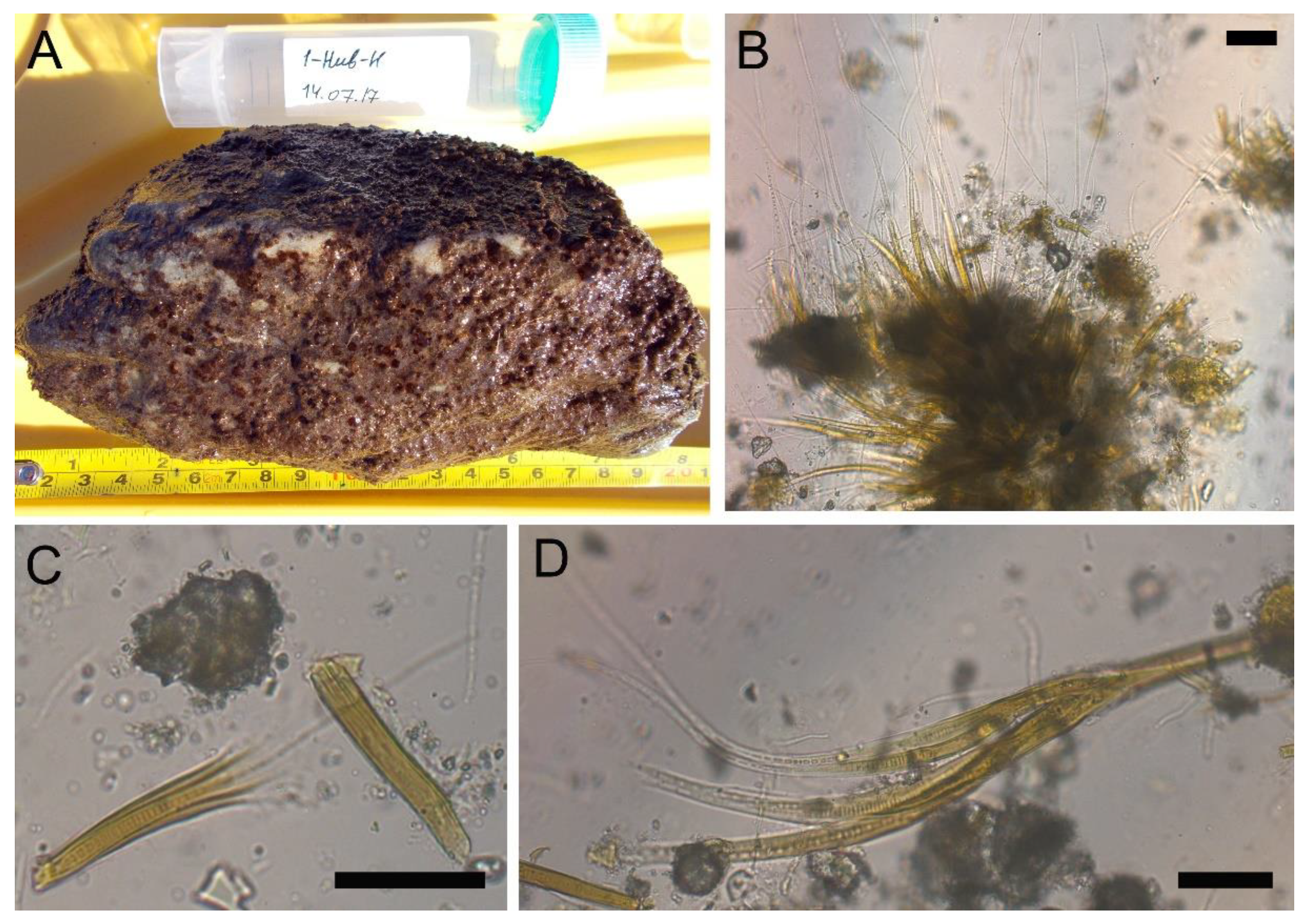 Toxins 15 00213 g004