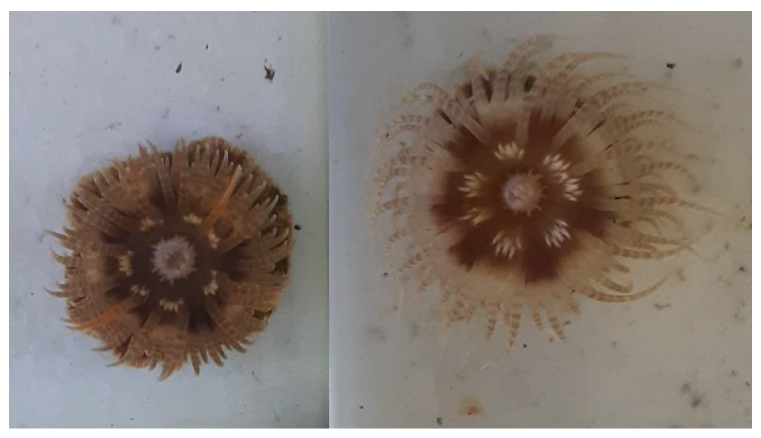 Toxins 15 00218 g001 Toxins 15 00218 g001