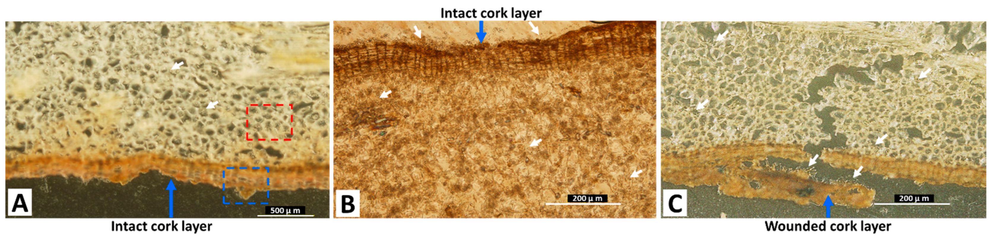 Toxins 15 00219 g003 Toxins 15 00219 g003
