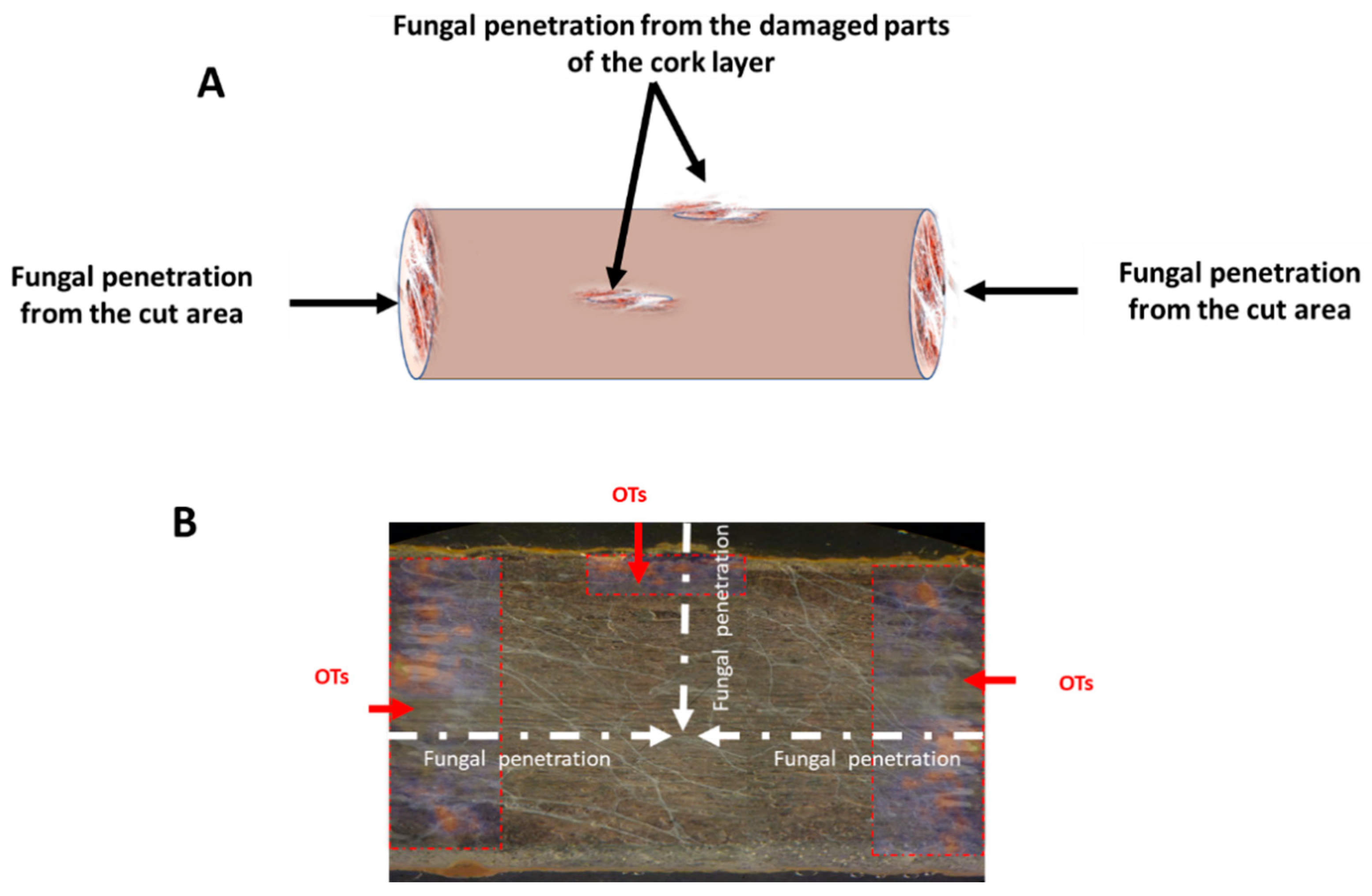 Toxins 15 00219 g005 Toxins 15 00219 g005