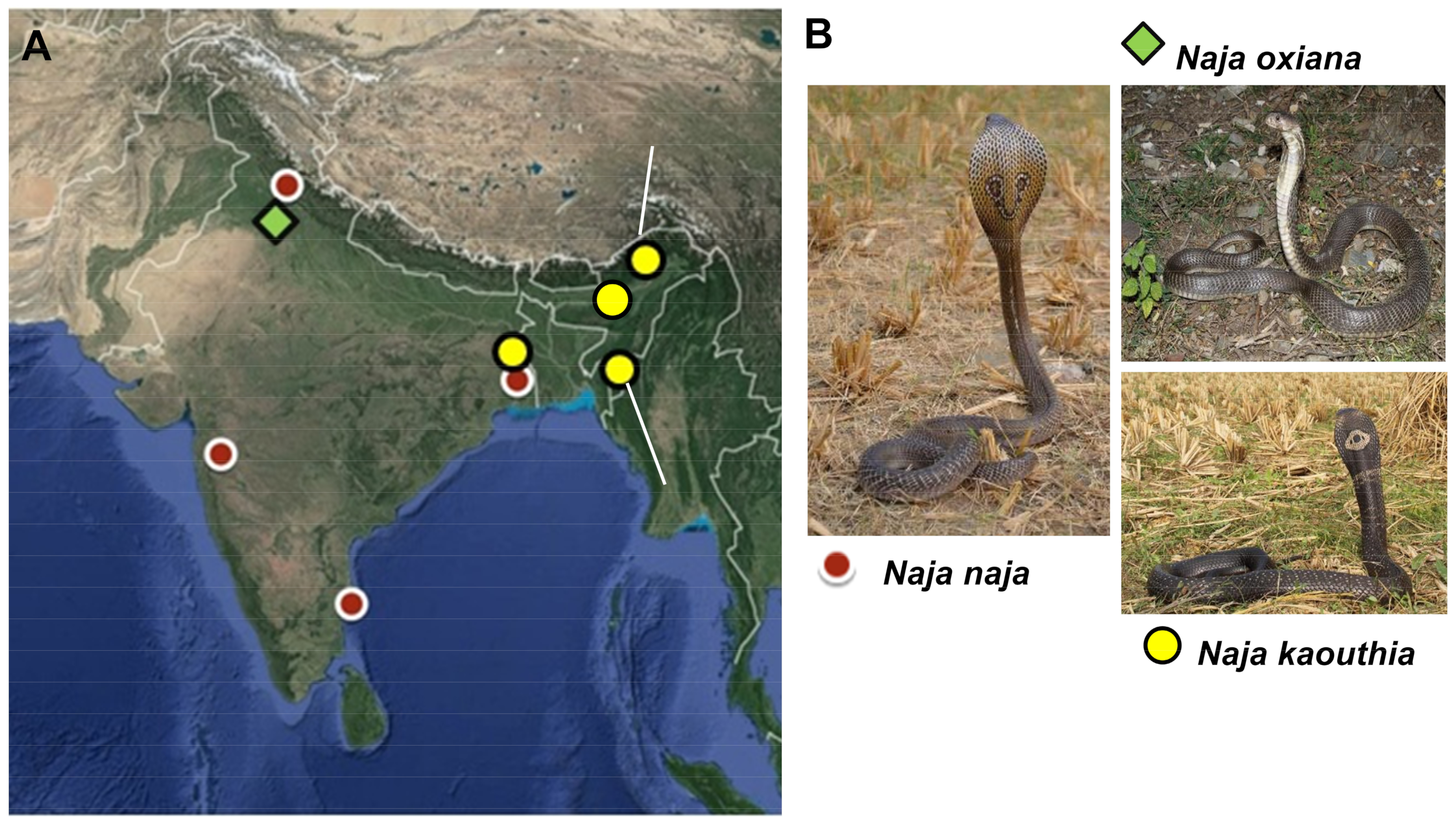Toxins 15 00258 g001 Toxins 15 00258 g001