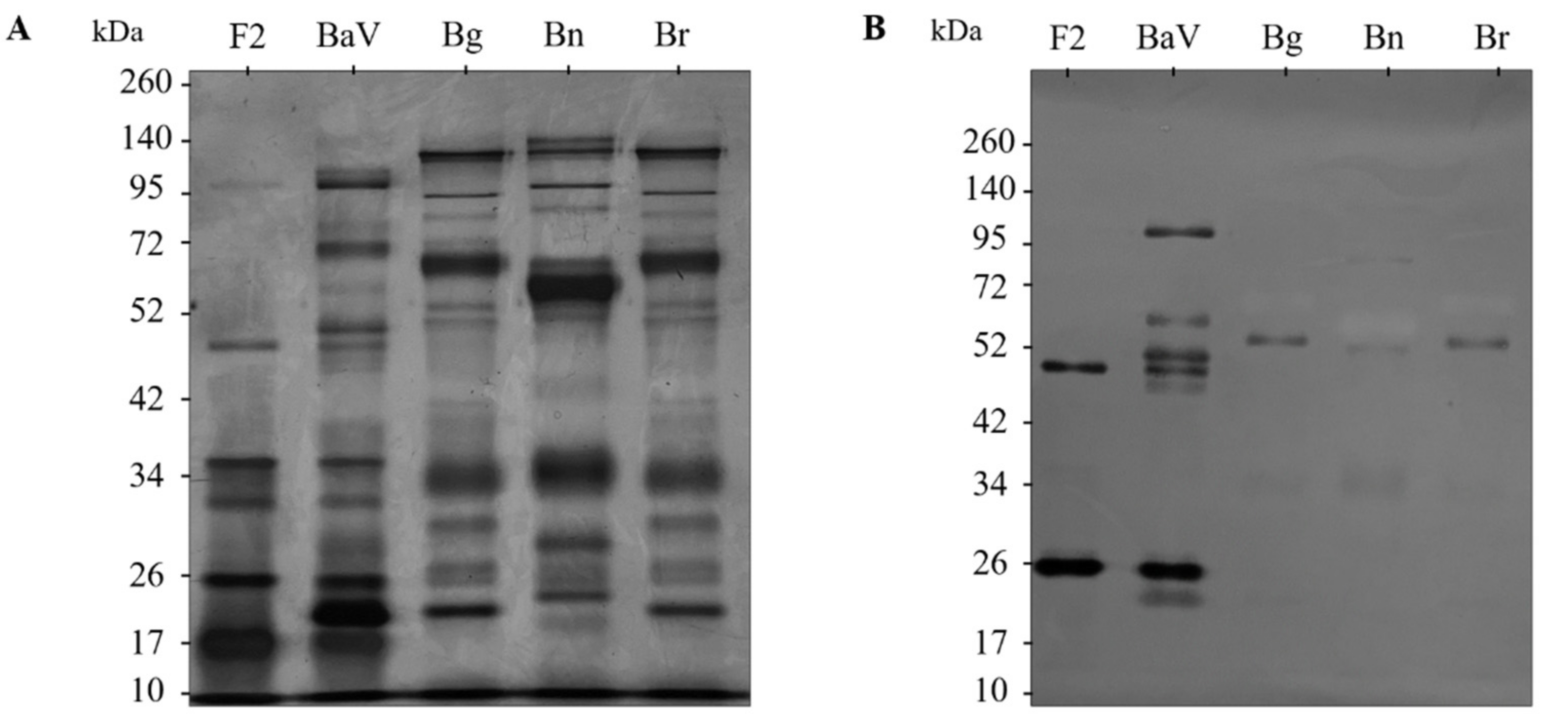 Anti-Metalloproteases: Production and Characterization of