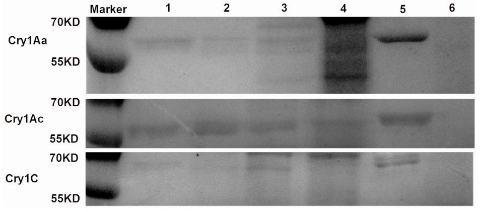 Toxins 15 00275 g001 Toxins 15 00275 g001