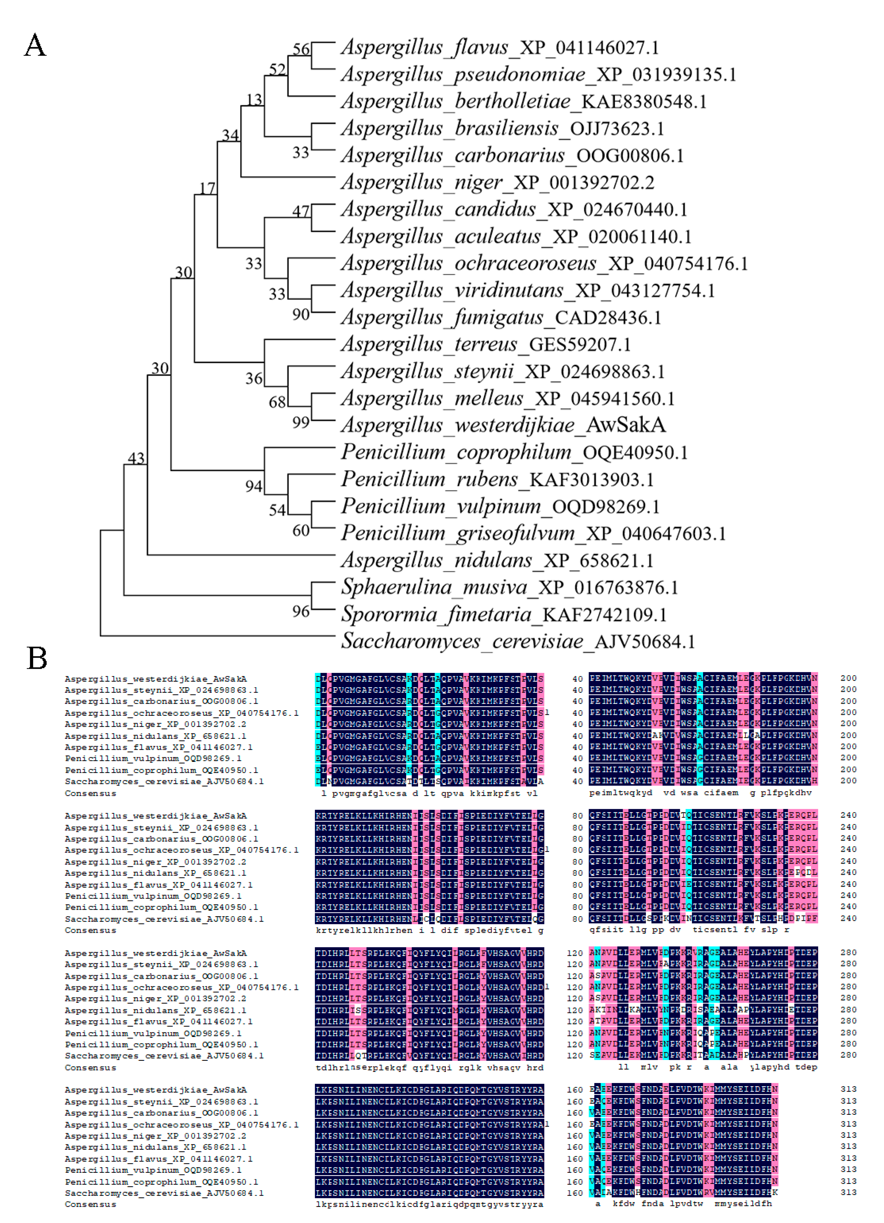 SakA Regulates Morphological Development, Ochratoxin A SakA Regulates Morphological Development, Ochratoxin A