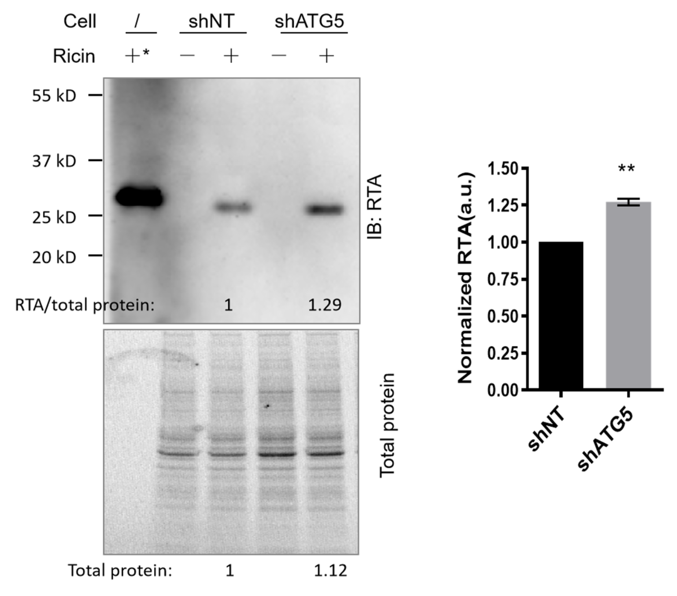 Toxins 15 00304 g003 Toxins 15 00304 g003