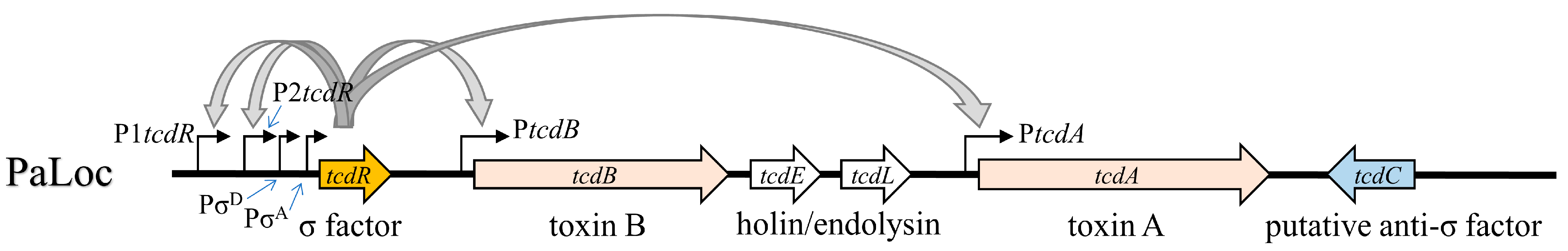 Toxins 15 00306 g001 Toxins 15 00306 g001