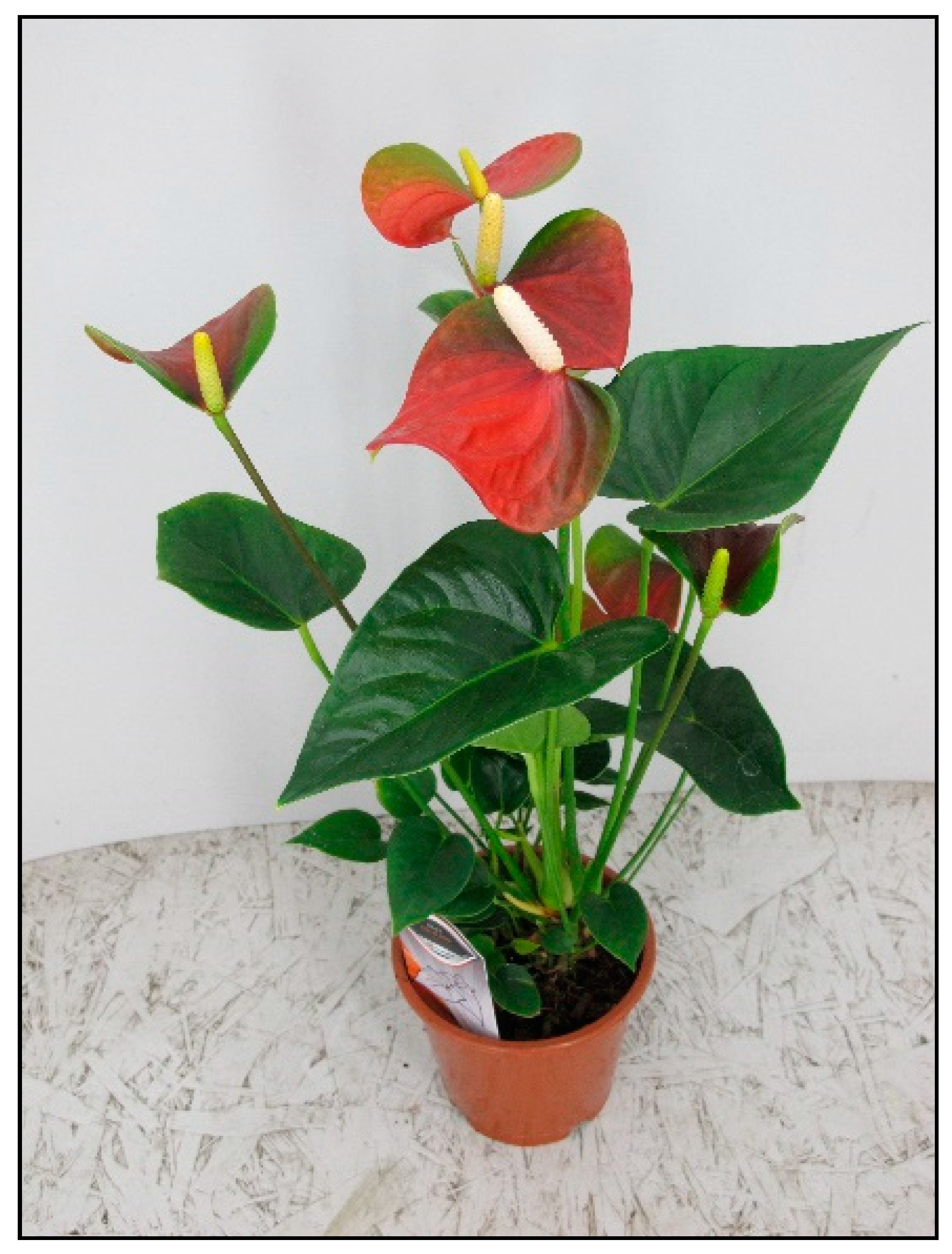 Toxins 15 00346 g006