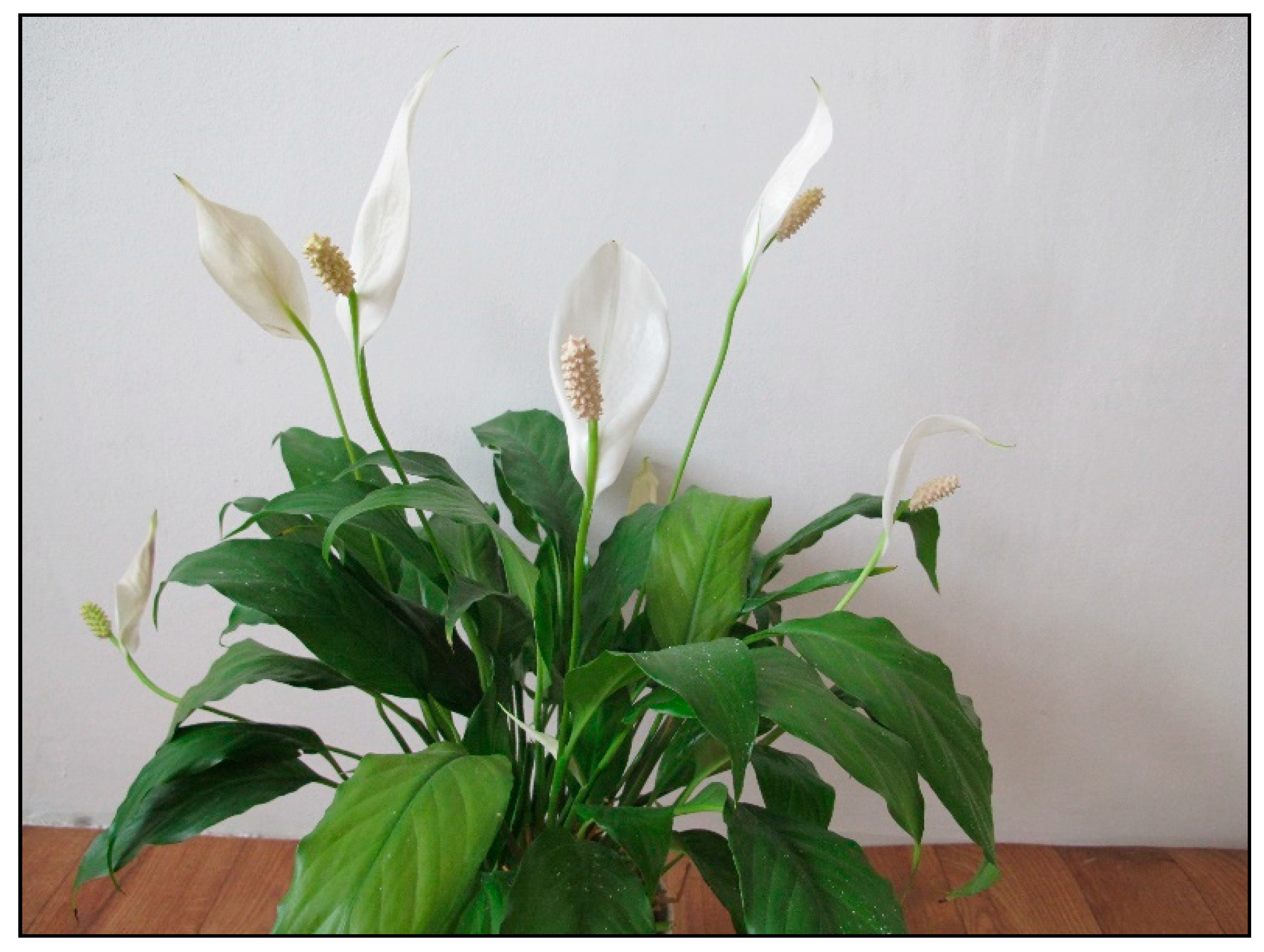 Toxins 15 00346 g007