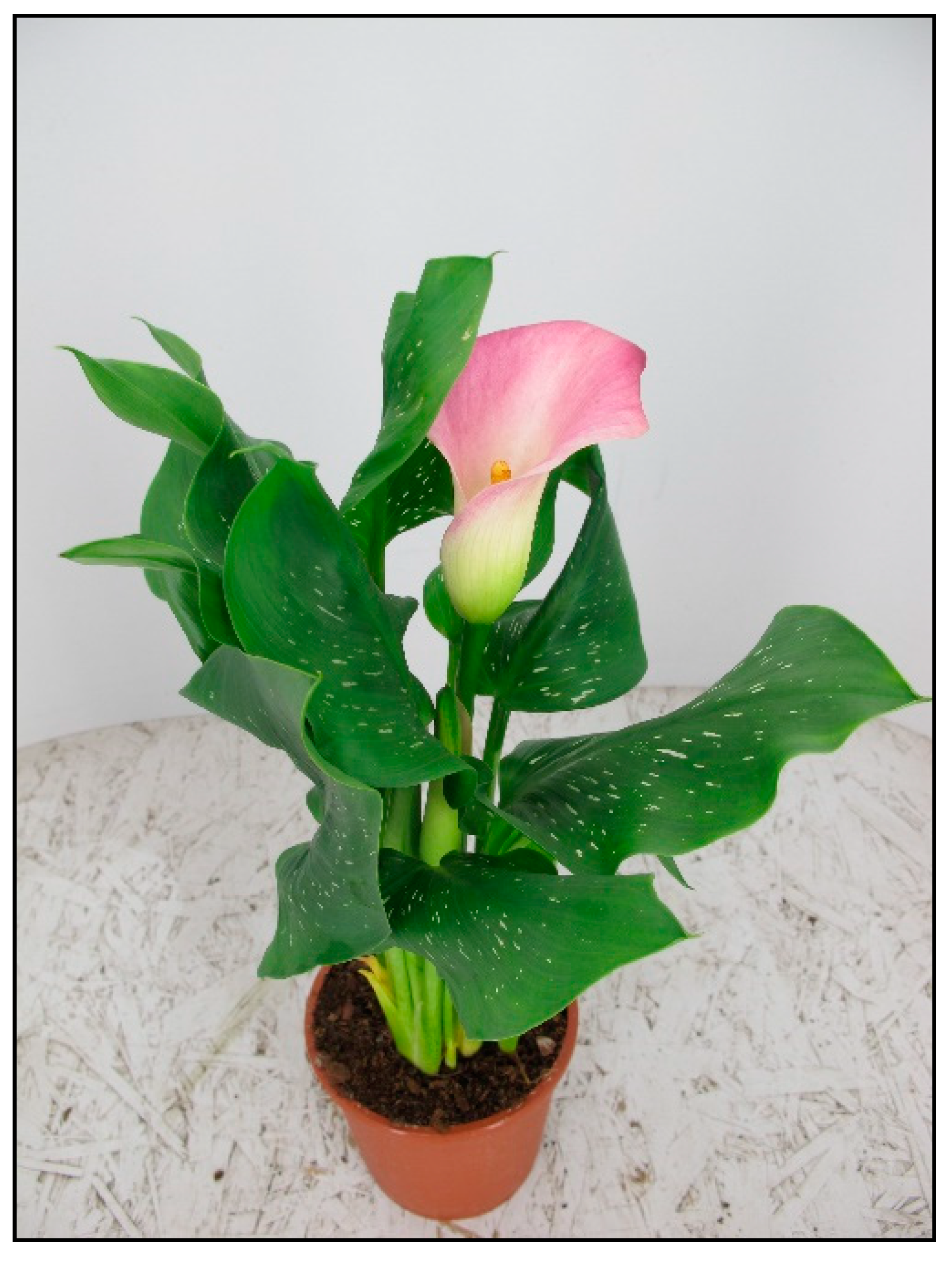 Toxins 15 00346 g008