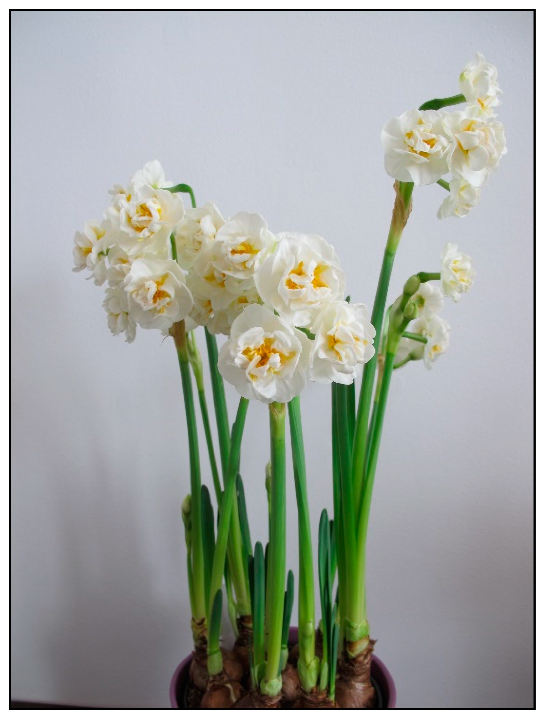 Toxins 15 00346 g020